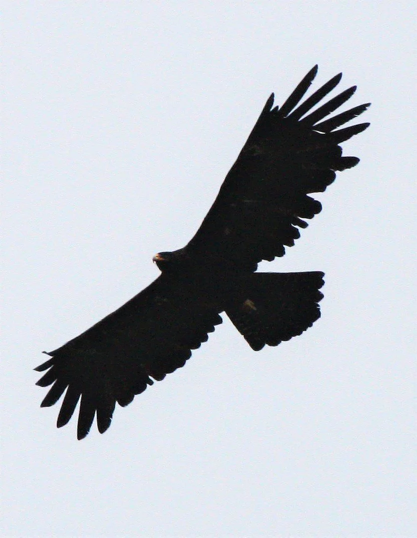Ictinaetus malaiensis - BLACK EAGLE - KAENG KRACHAN THAILAND (18).jpg