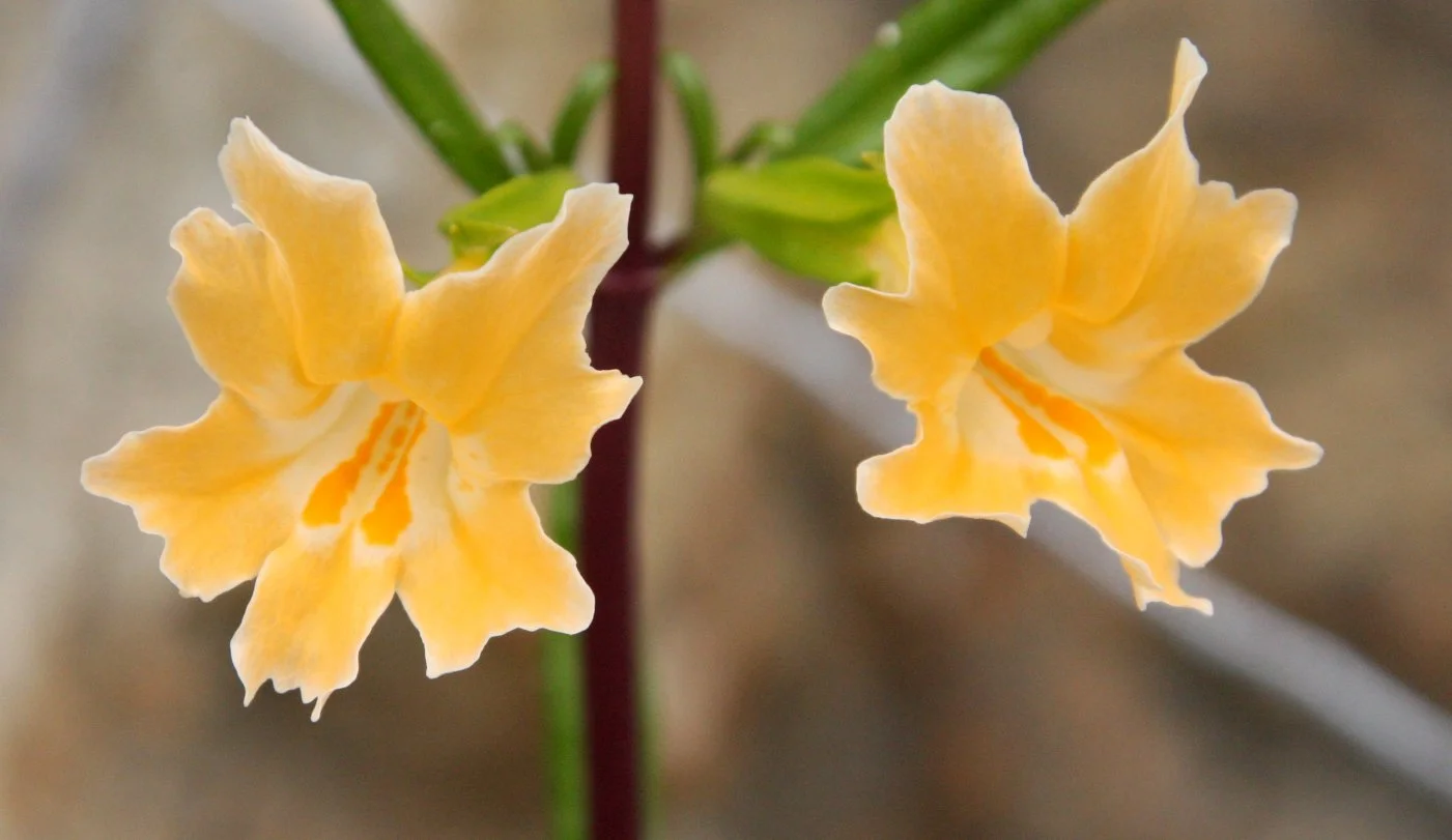 SCROPHULARIACEAE - MIMULUS BIFIDUS - NOTCH-PETALED MONKEYFLOWER - PINNACLES NATIONAL MONUMENT CALIFORNIA (3).JPG