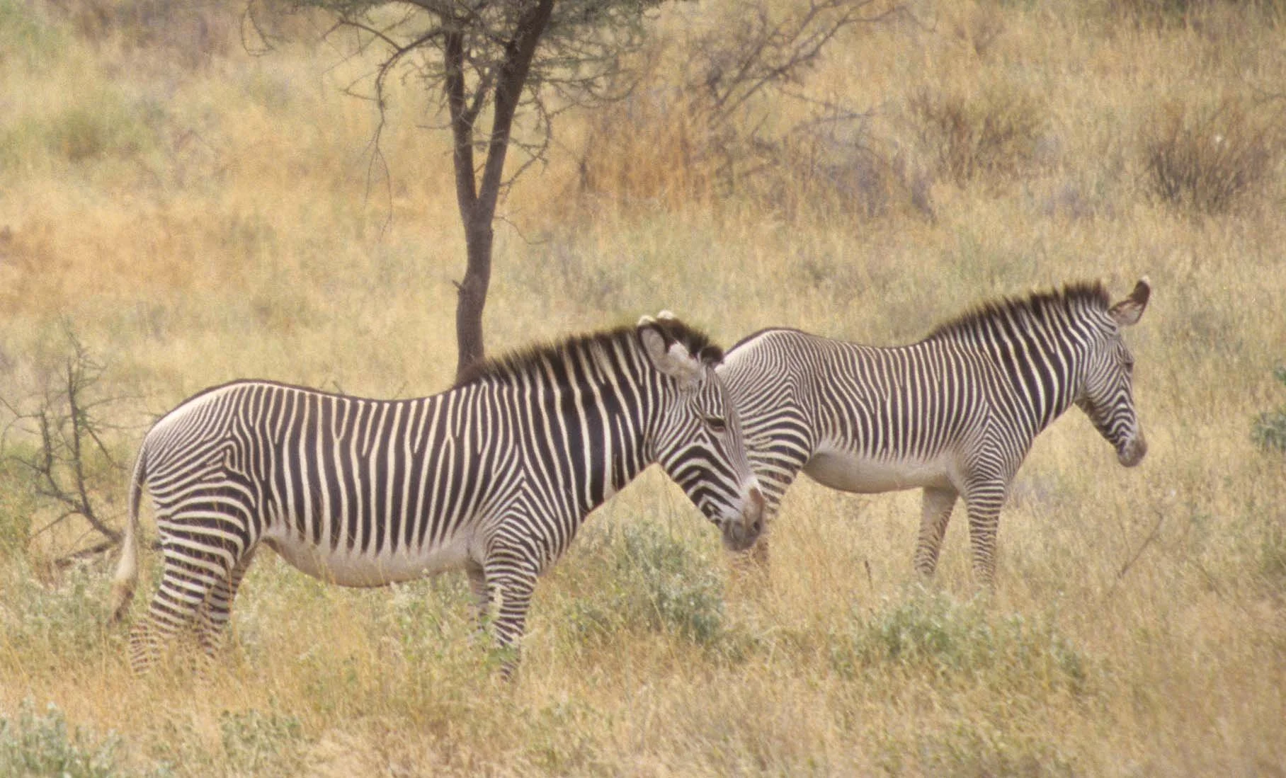 EQUIN - ZEBRA-GREVYS-SHABA (3).jpg