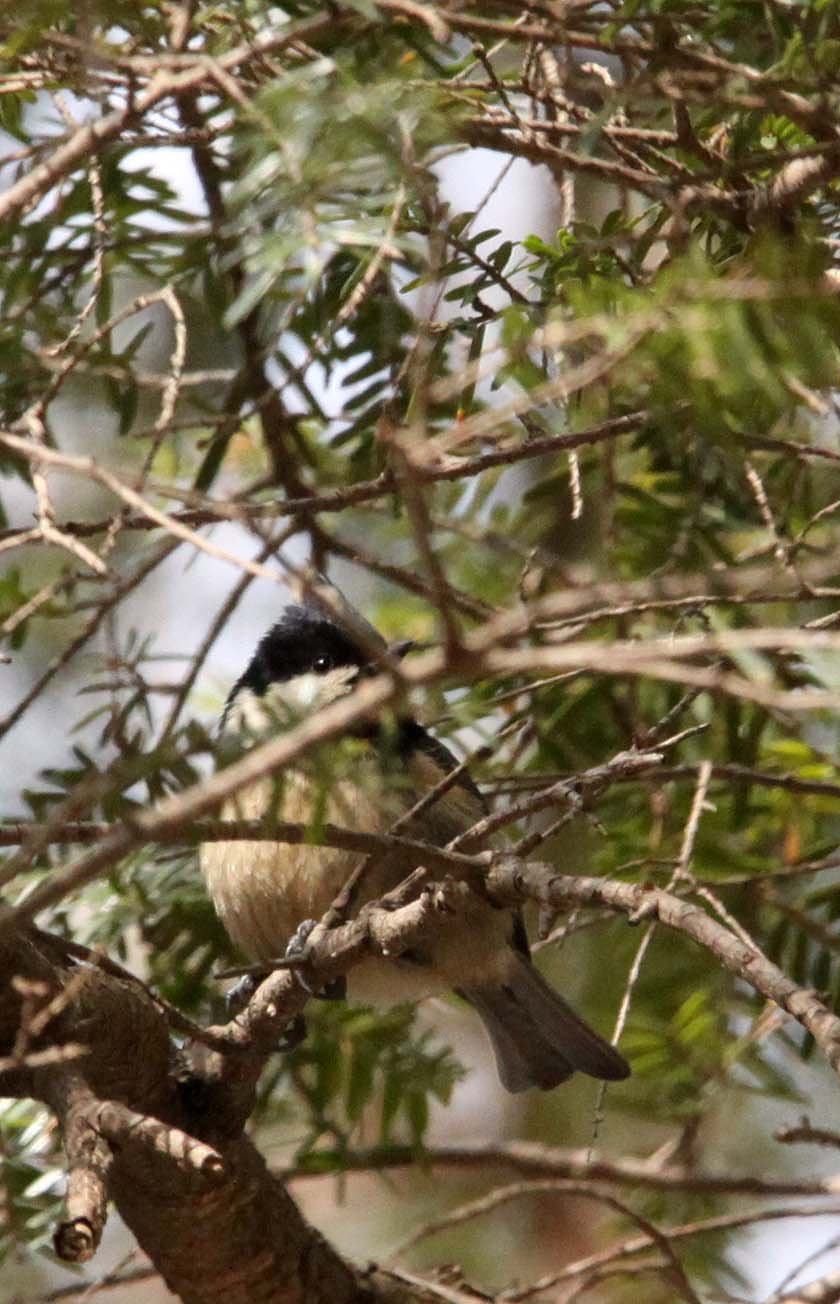 Rufous-vented Tit (Periparus rubidiventris) Foping Nature Reserve, Shaanxi Province, China (4).JPG