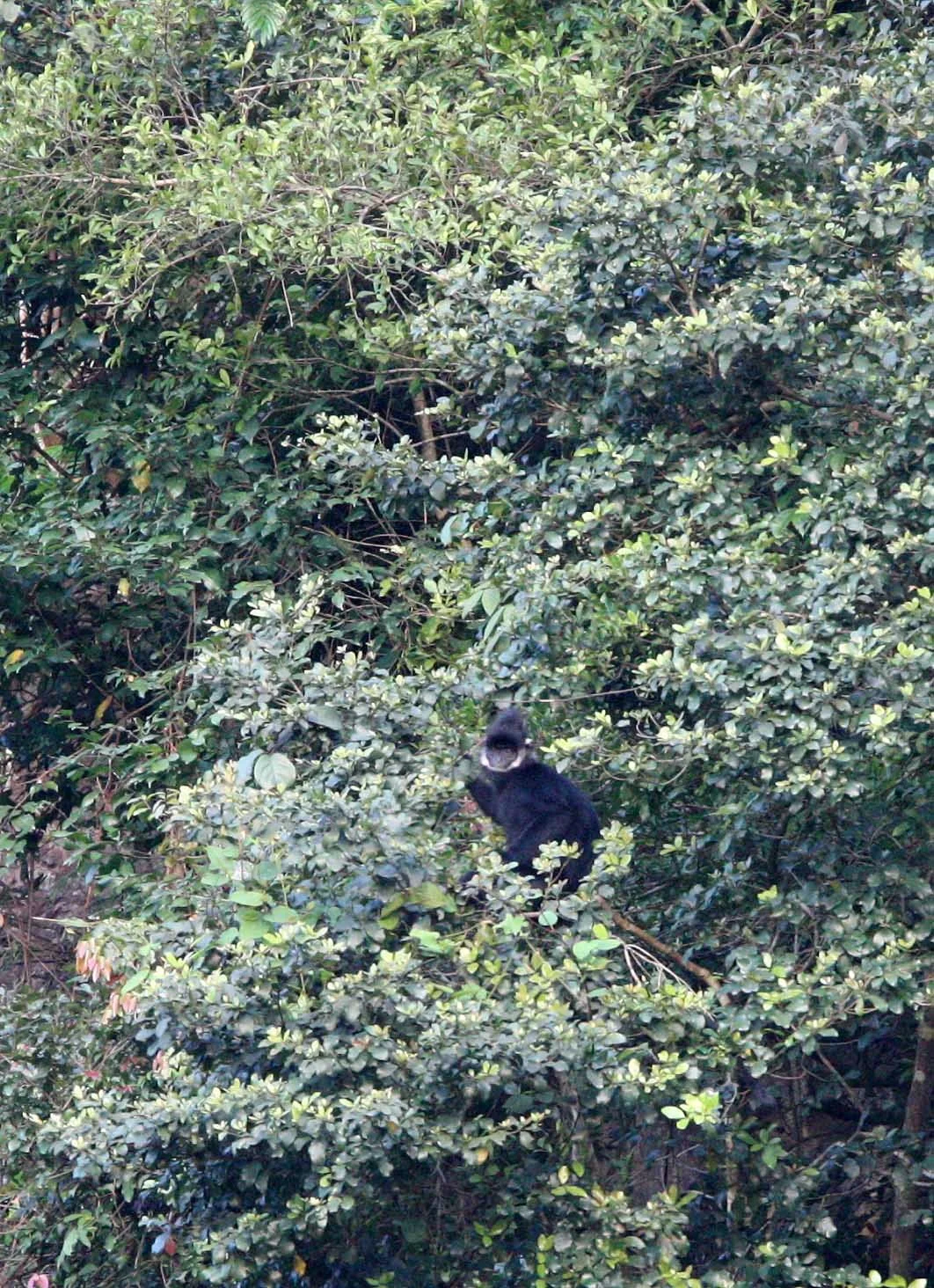 CERCOPITHECIDAE - Trachypithecus hatinhensis - HATINH LANGUR - PHONG NHA - KE BANG NATIONAL PARK - QUANG BINH PROVINCE VIET NAM (66).JPG