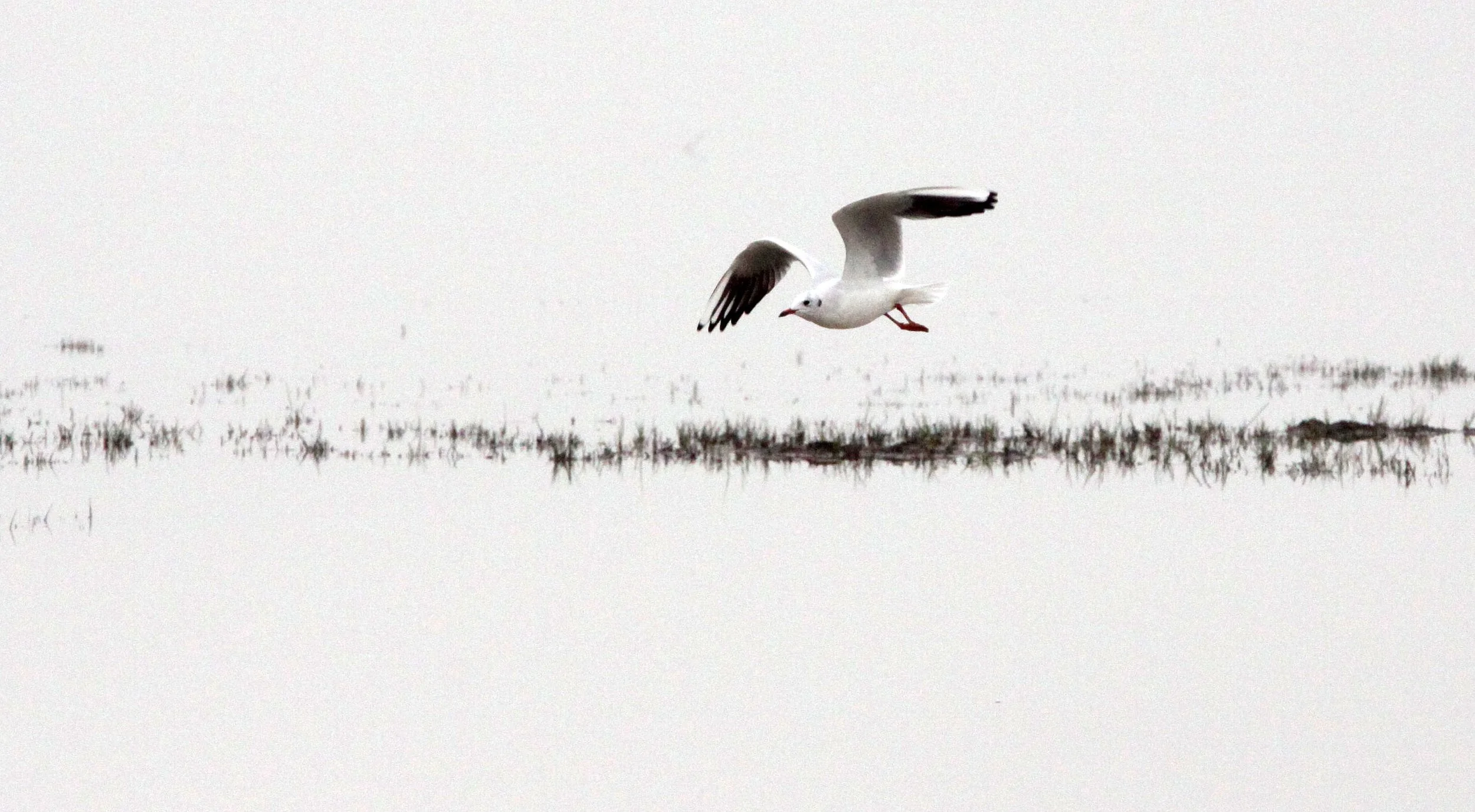 BIRD - GULL - BLACK-HEADED GULL - CHROICOCEPHALUS RIDIBUNDUS - POYANG LAKE, JIANGXI PROVINCE, CHINA (24).JPG