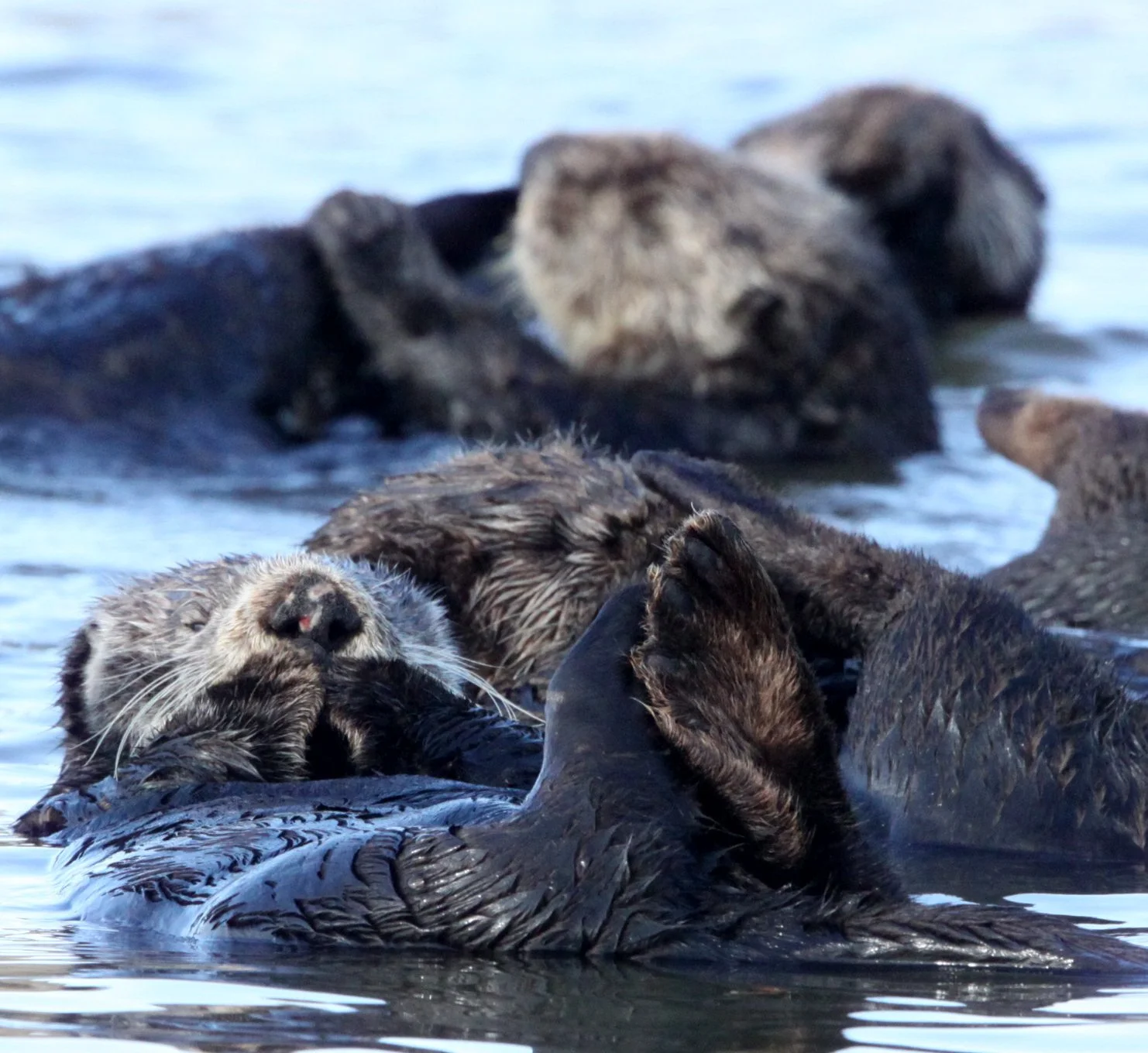 Enhydra lutris nereis - CALIFORNIA (SOUTHERN) SEA OTTER - ELKHORN SLOUGH  WILDLIFE REFUGE CALIFORNIA (41).JPG