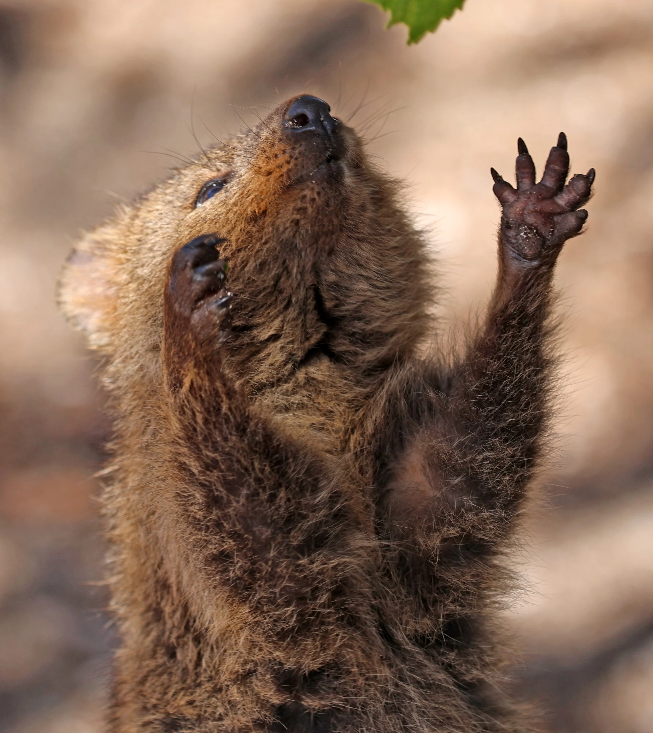 Quokka (Setonix brachyurus) Rottnest Island - Western Australia