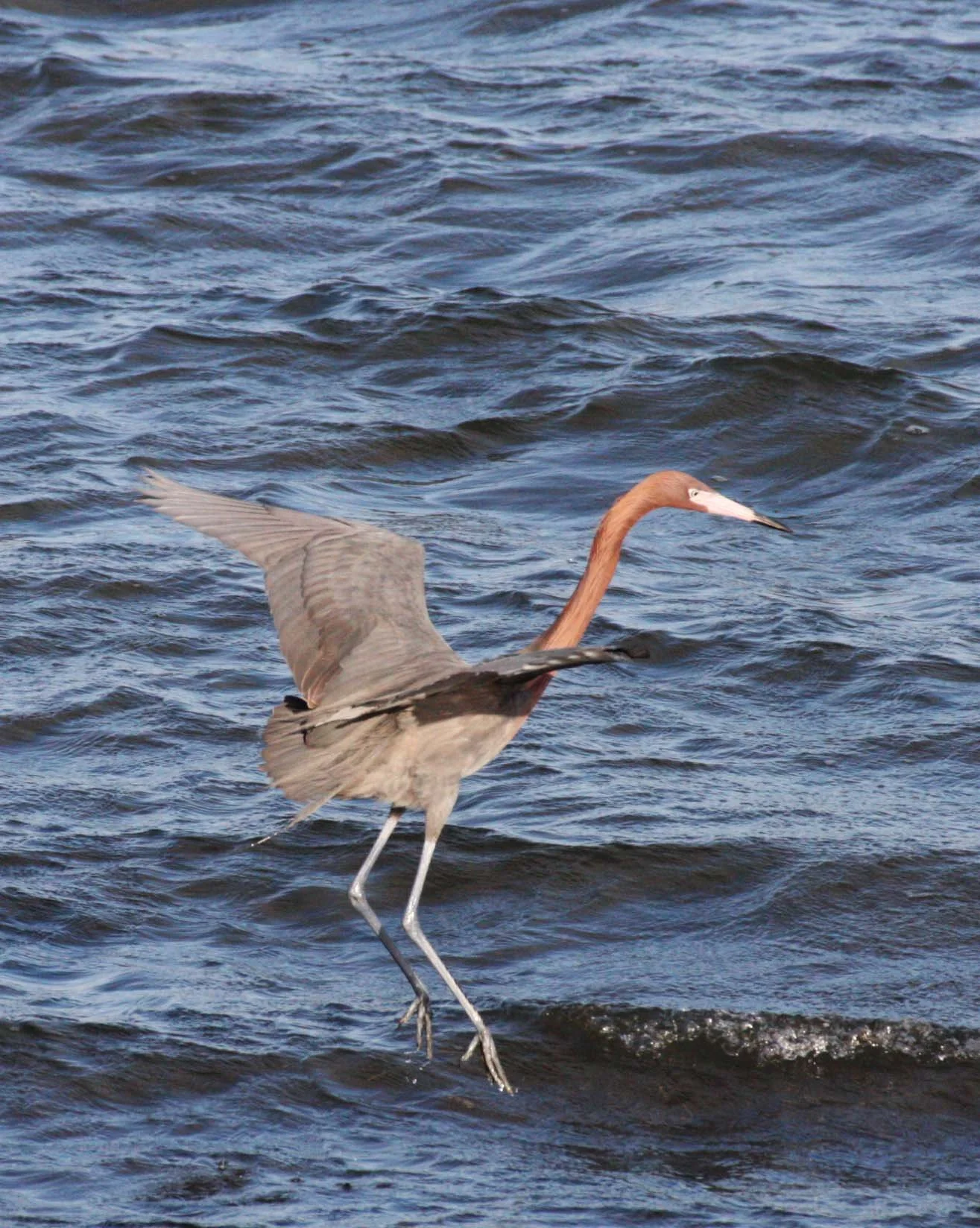 EGRET - REDDISH EGRET - Egretta rufescens - SAN IGNACIO LAGOON BAJA MEXICO (20).JPG