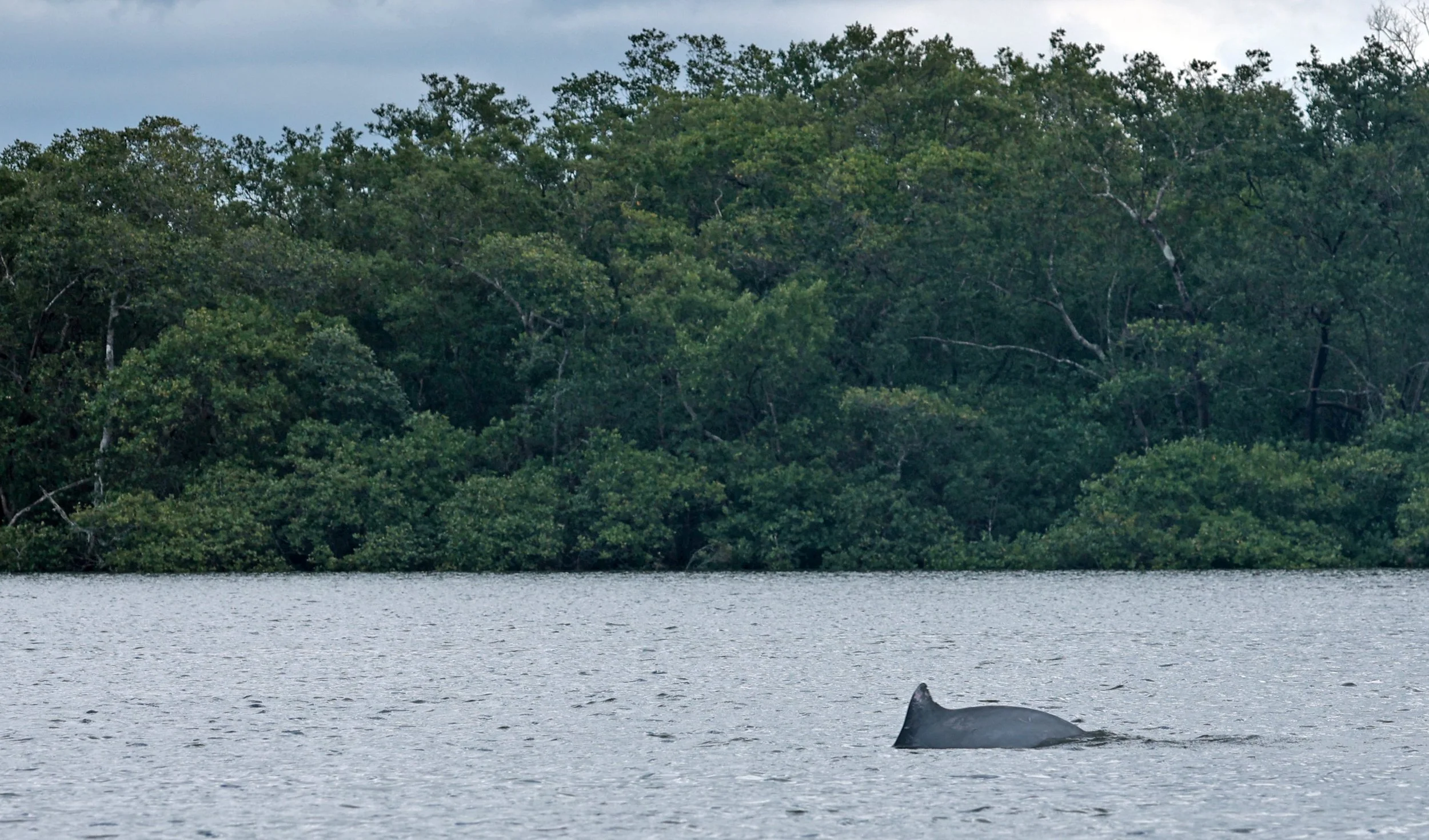 Guiana Dolphin (Sotalia guianensis) Superagüi National Park, Brazil (9).jpg