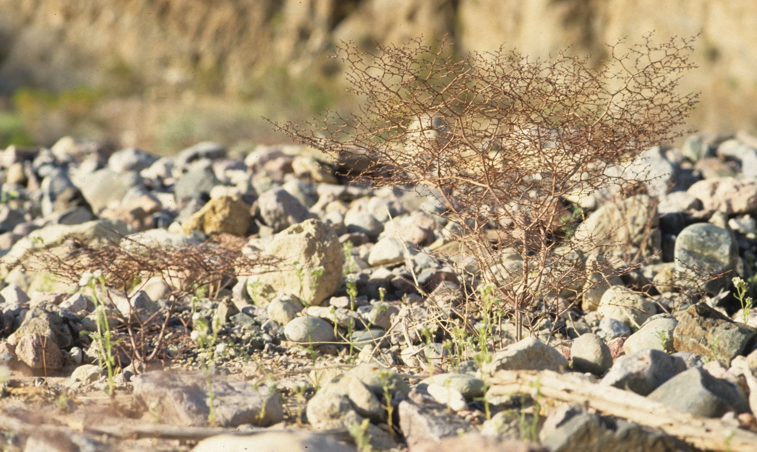 DEATH VALLEY - ERIOGONUM SPECIES - FLATCROWNED ERIOGONUM A.jpg