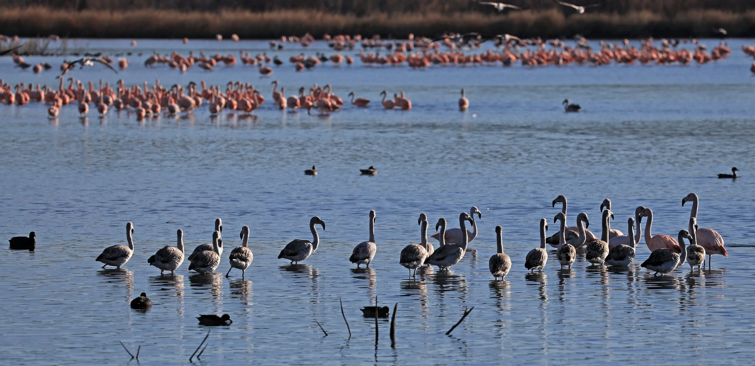 Chilean Flamingo (Phoenicopterus chilensis) Lagunas del Ornitólogo, Trelew Argentina (46).jpg