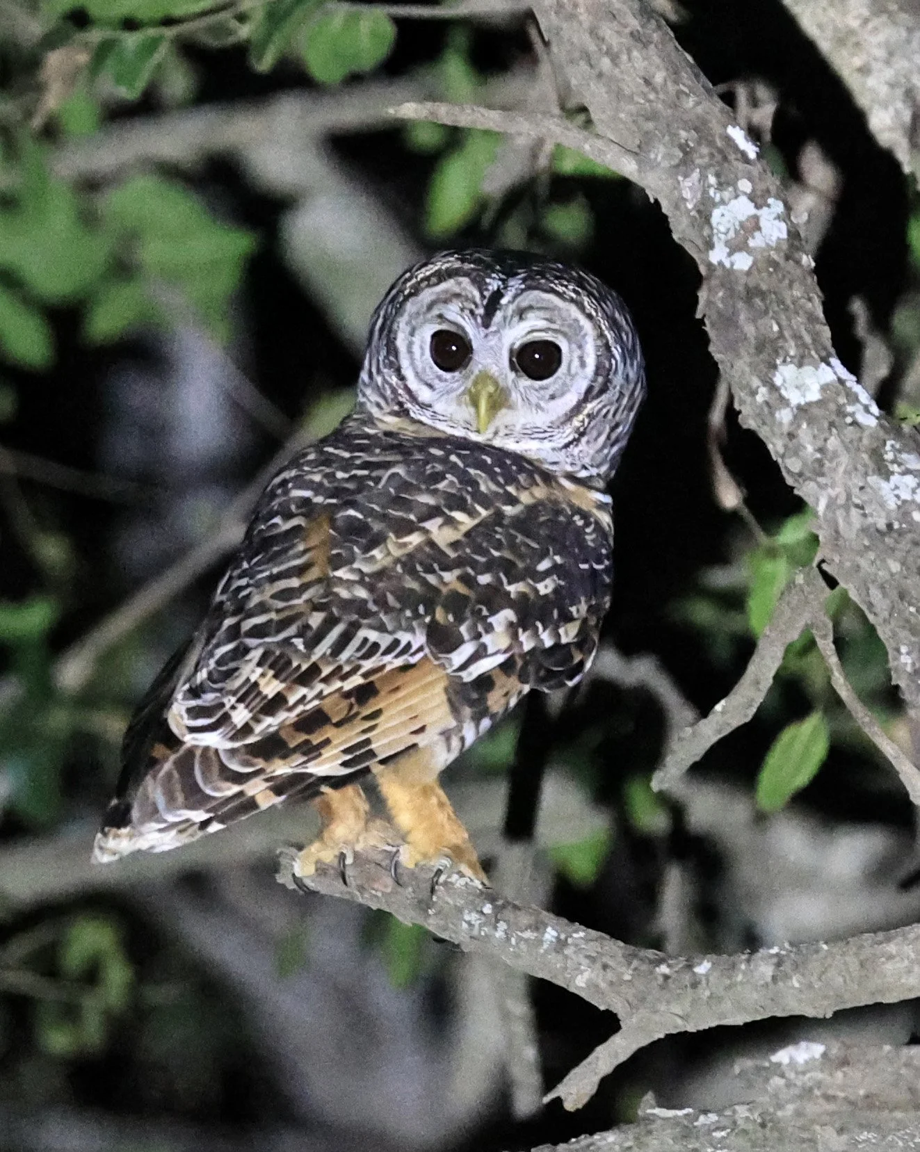 Chaco Owl (Strix chacoensis) Estancia Campo'í Paraguay (77).jpg