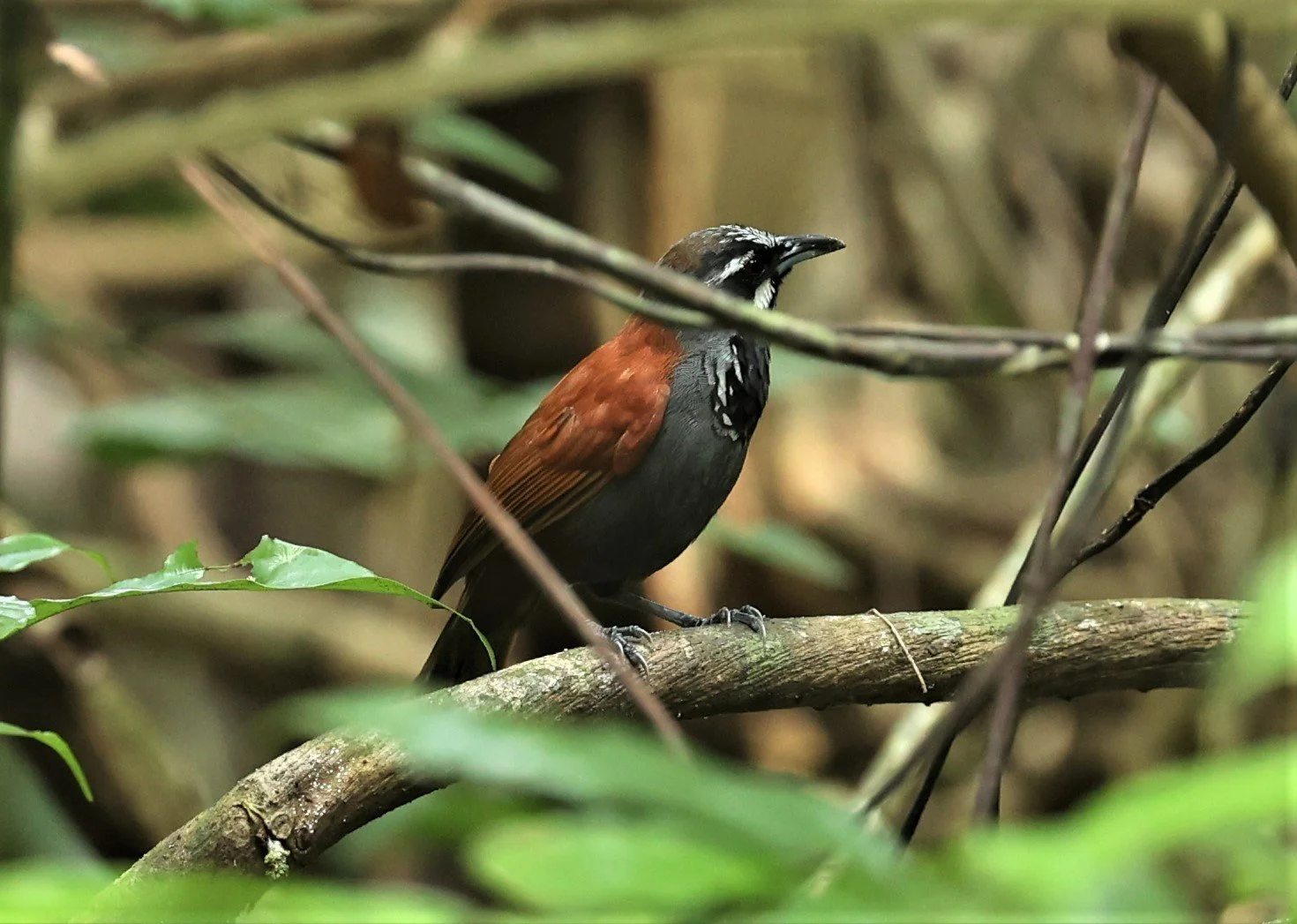 BABBLER- BLACK-THROATED BABBLER - Stachyris nigricollis - KRUNG CHING, KHAO LUANG NP NST, APRIL 2022 (58).jpg