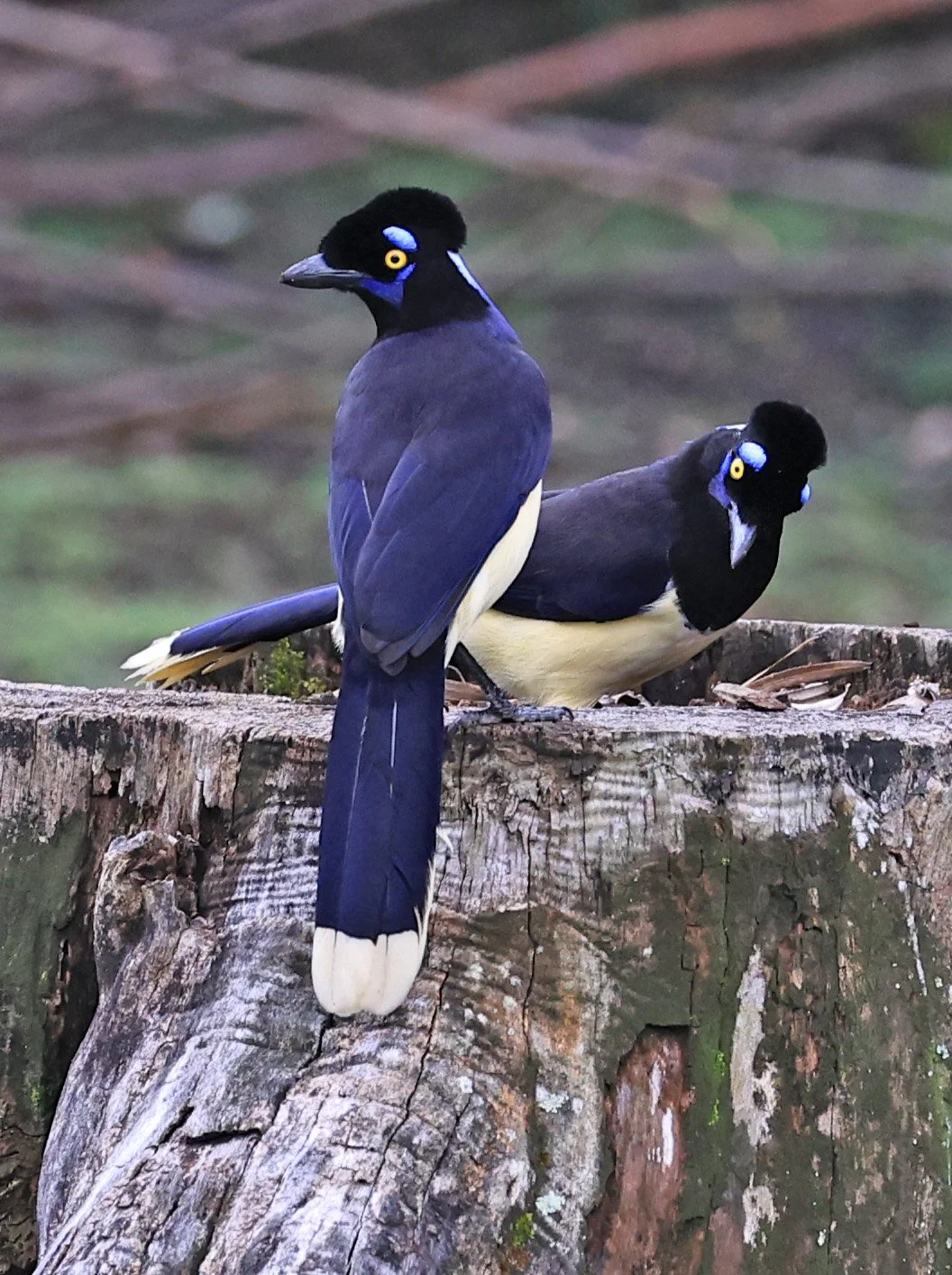 Plush-crested Jay (Cyanocorax chrysops) El Palmar National Park, Entre Rios, Argentina (27).jpg