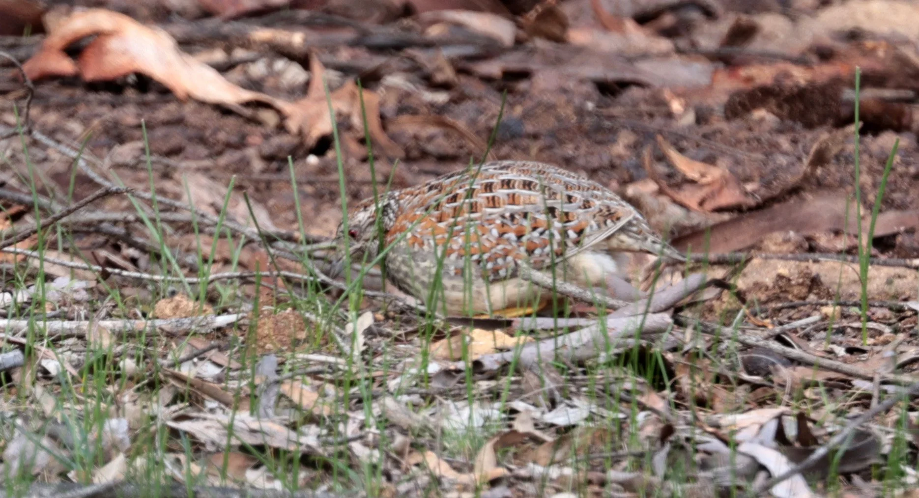 Small Buttonquail (Turnix sylvaticus) Dryandra - Western Australia 