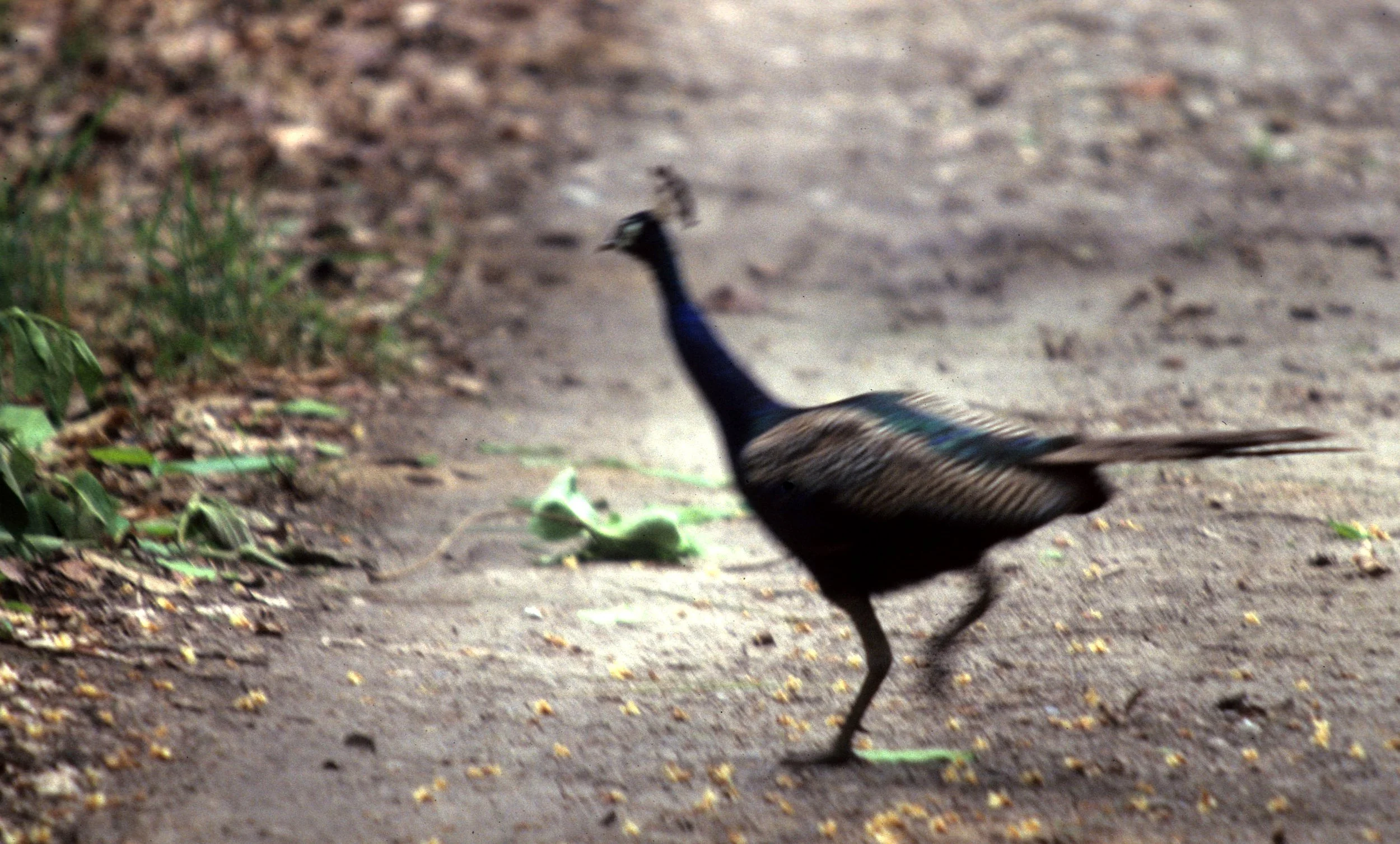 BIRD - PEAFOWL - WILD IN CHITWAN NP NEPAL.jpg