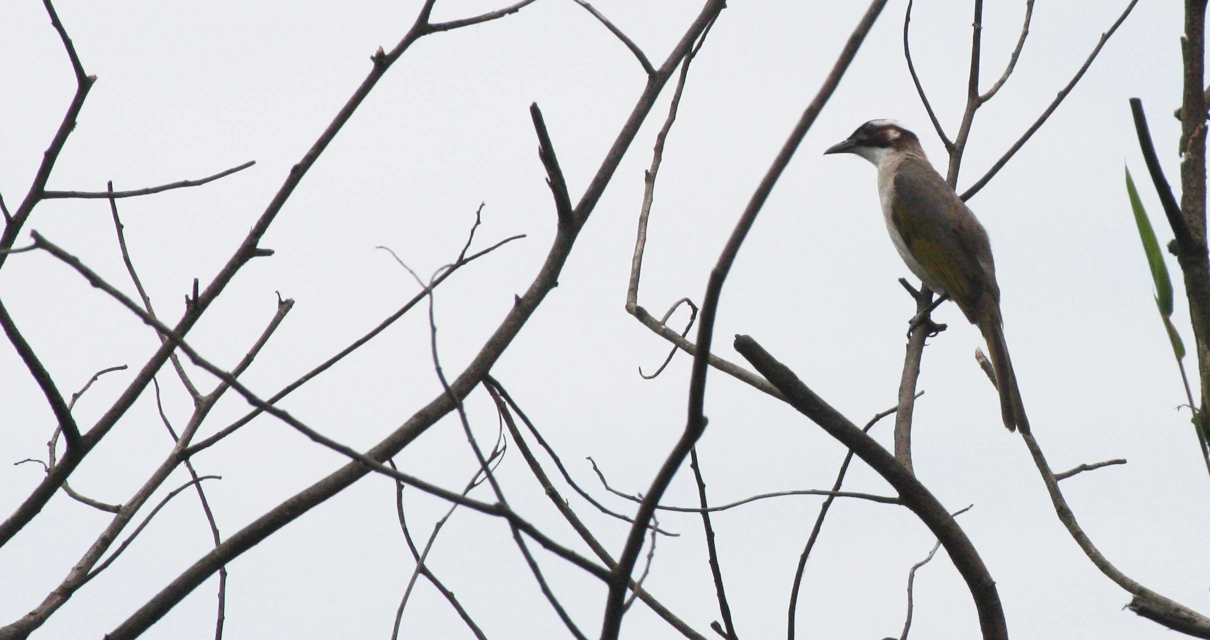 Styan's Bulbul (Pycnonotus taivanus) Taipei China (10).JPG