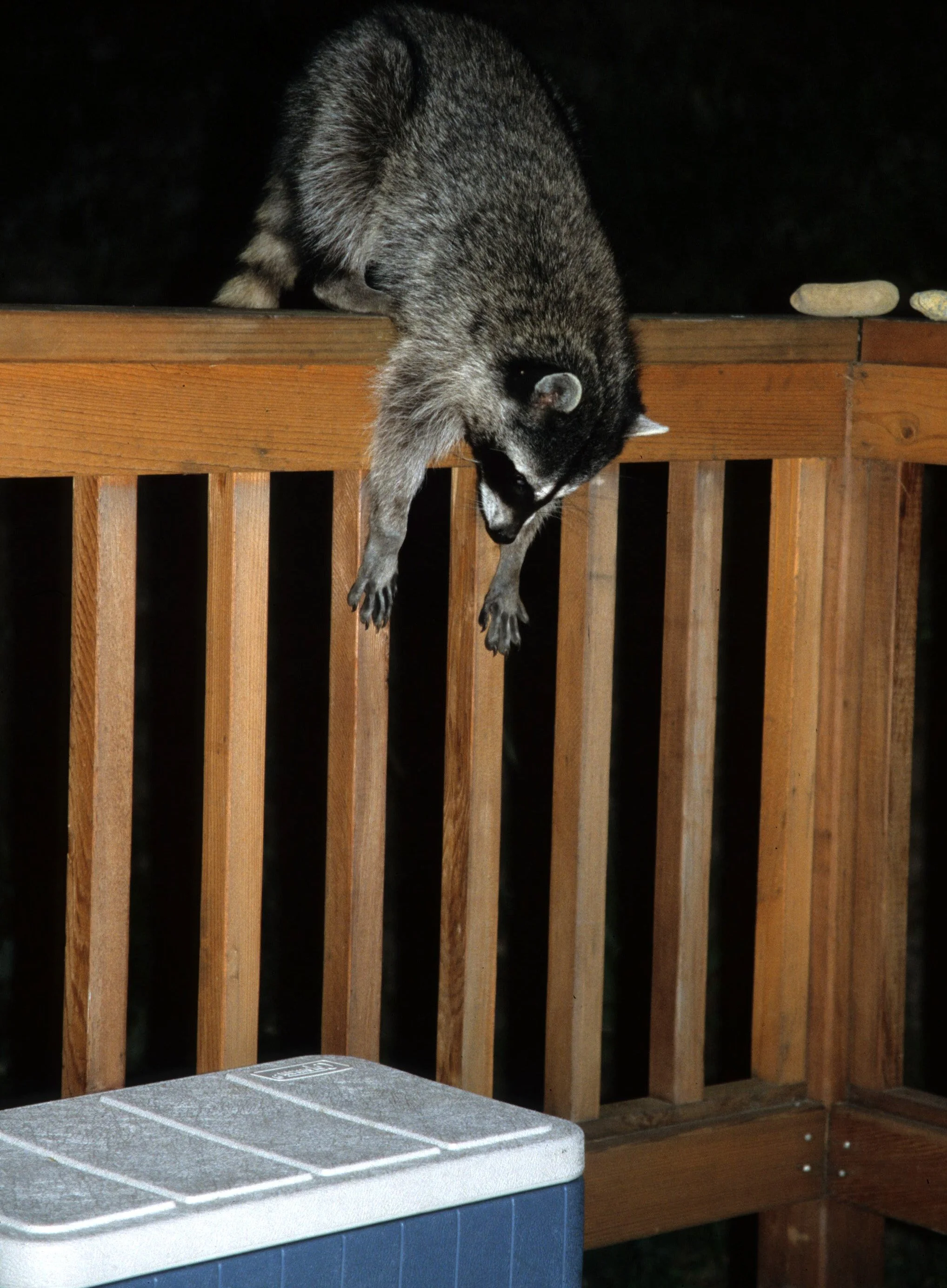 RACOON - LAKE FARM OP E.jpg