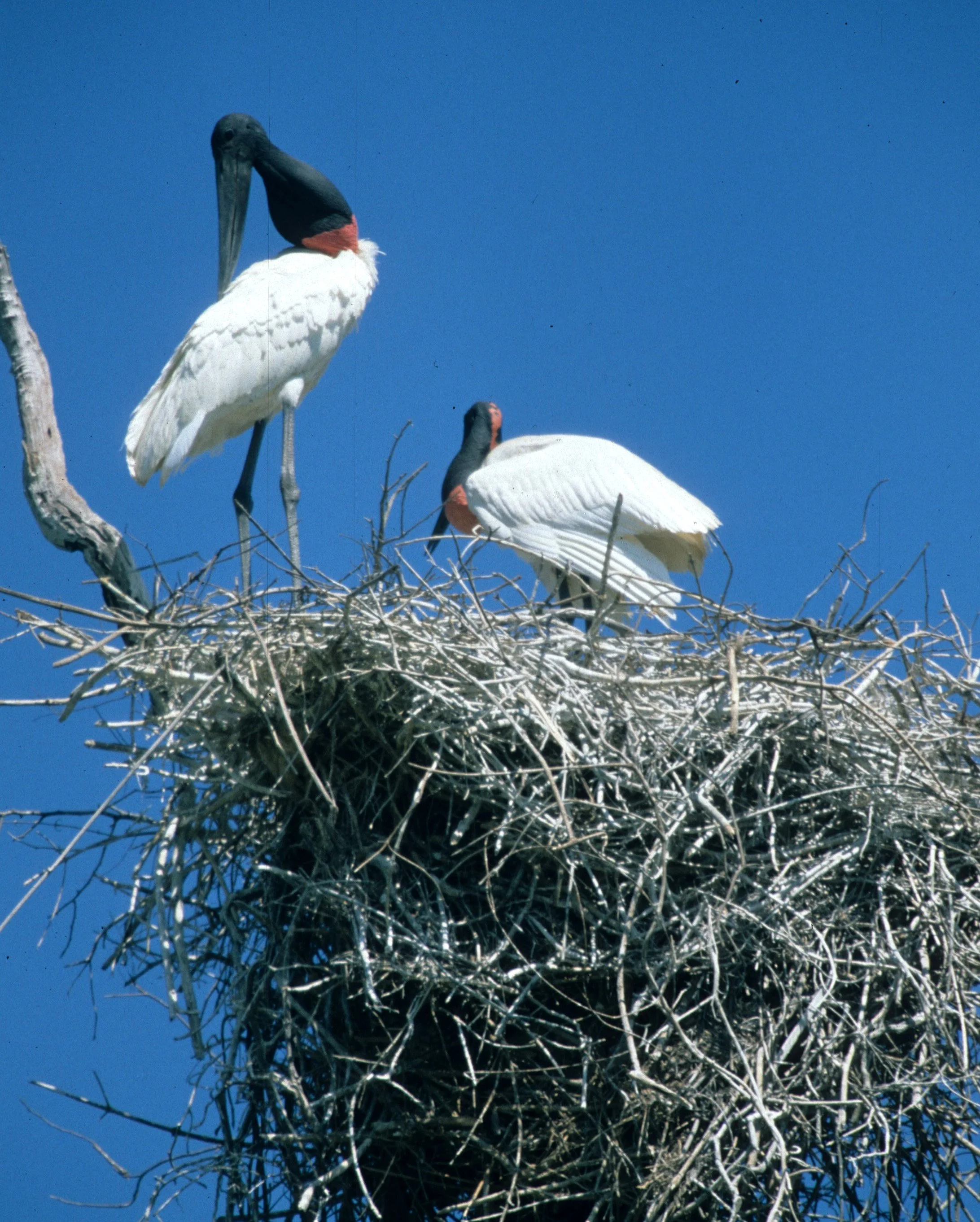 STORK - JABIRU - Jabiru mycteria - PANTANAL BRAZIL - MATTO GROSSO (4).jpg