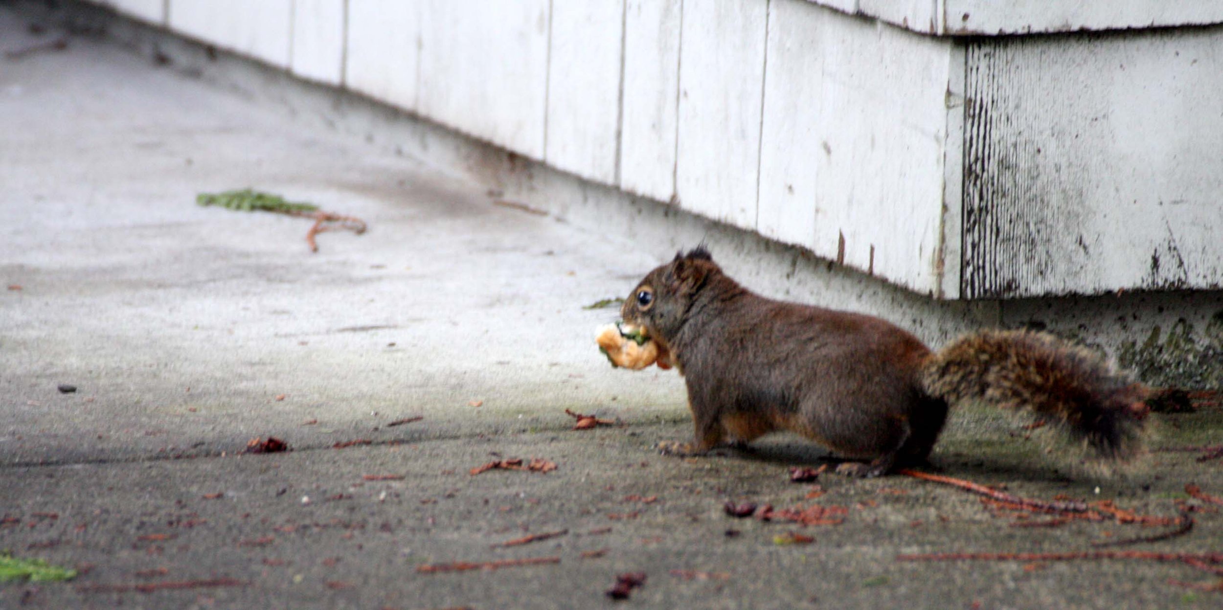 RODENT - SQUIRREL - DOUGLAS SQUIRREL - BARNES POINT WA.JPG