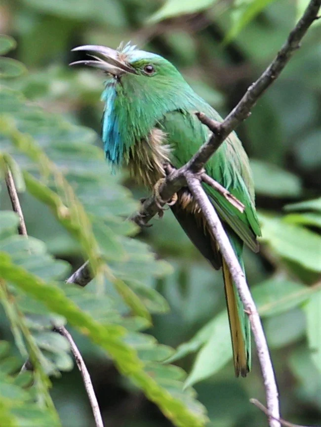 BEE-EATER - BLUE-BEARDED BEE-EATER - Nyctyornis amictus - KAENG KRACHAN NATIONAL PARK 16 OCT 2021 (43).jpg