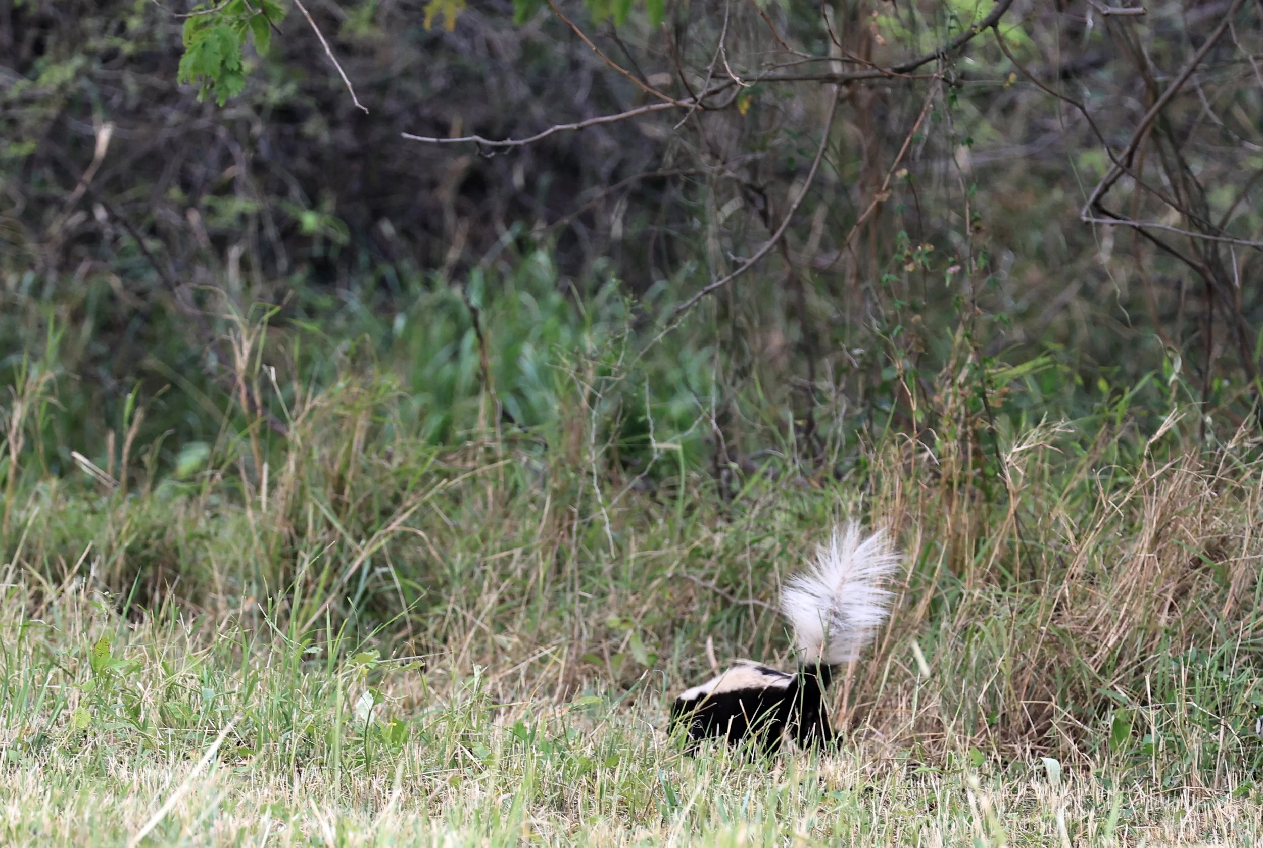 Molina's Hog-nosed Skunk (Conepatus chinga) Estancia Campo'i Paraguay  (2).jpg