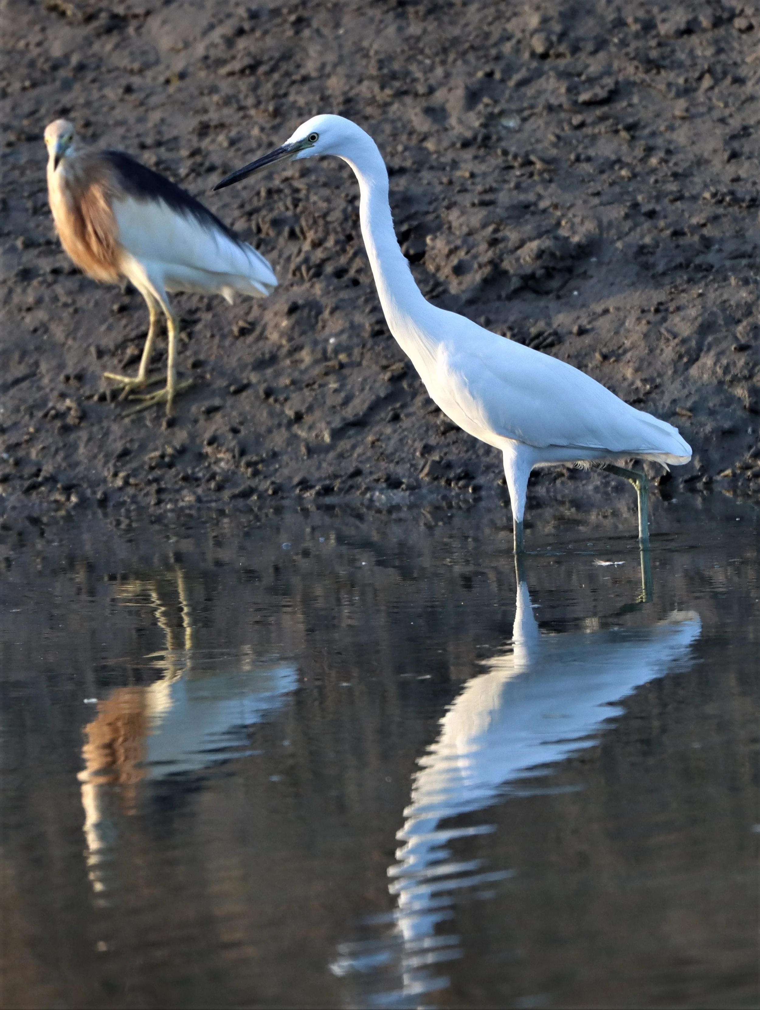 EGRET - CHINESE EGRET - Egretta eulophotes - LAEM PAK BIA PETBURI (46).jpg
