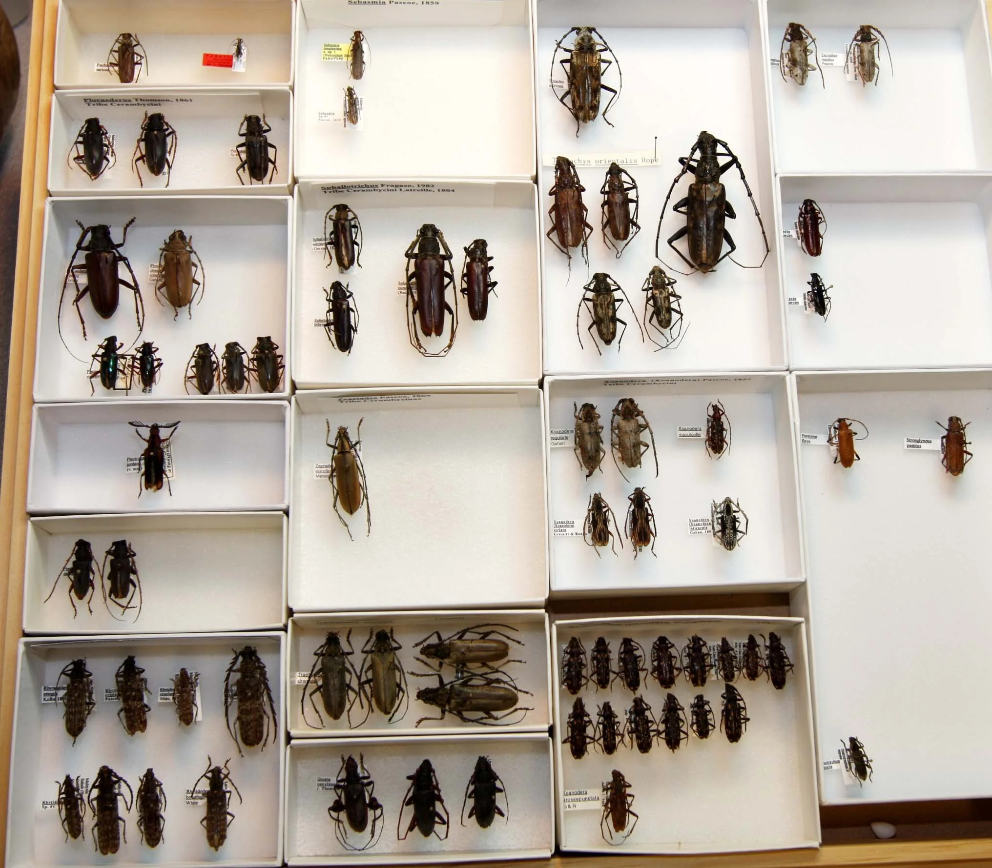 12 Cerambycinae - Cerambycini 4.JPG