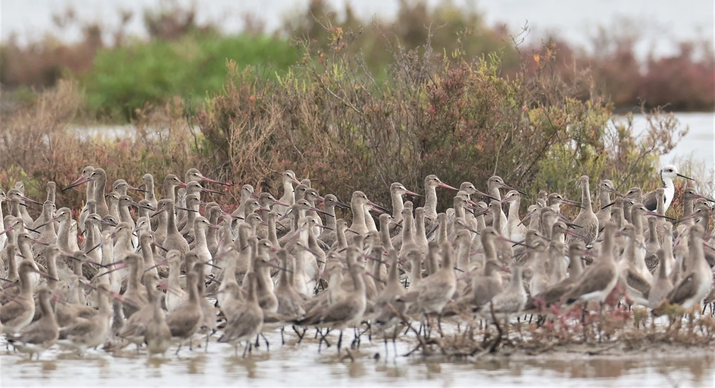 GODWIT - BLACK-TAILED GODWIT - Limosa limosa - BANG PU MANGROVE FOREST 14 NOVEMBER 2021 (23).jpg
