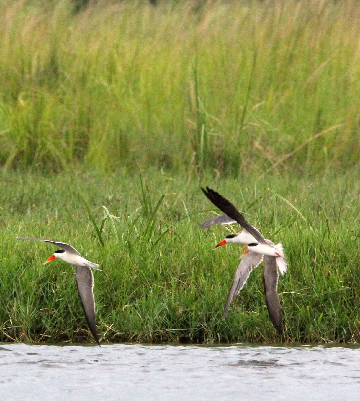 BIRD - SKIMMER - AFRICAN SKIMMER - MURCHISON FALLS NATIONAL PARK UGANDA (3).JPG