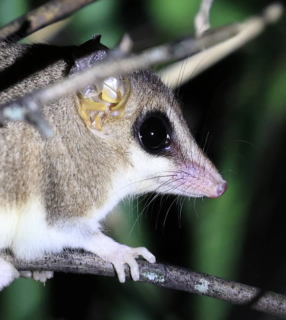 Chaco Fat-Tailed Mouse Opossum (Thylamys pusillus) 