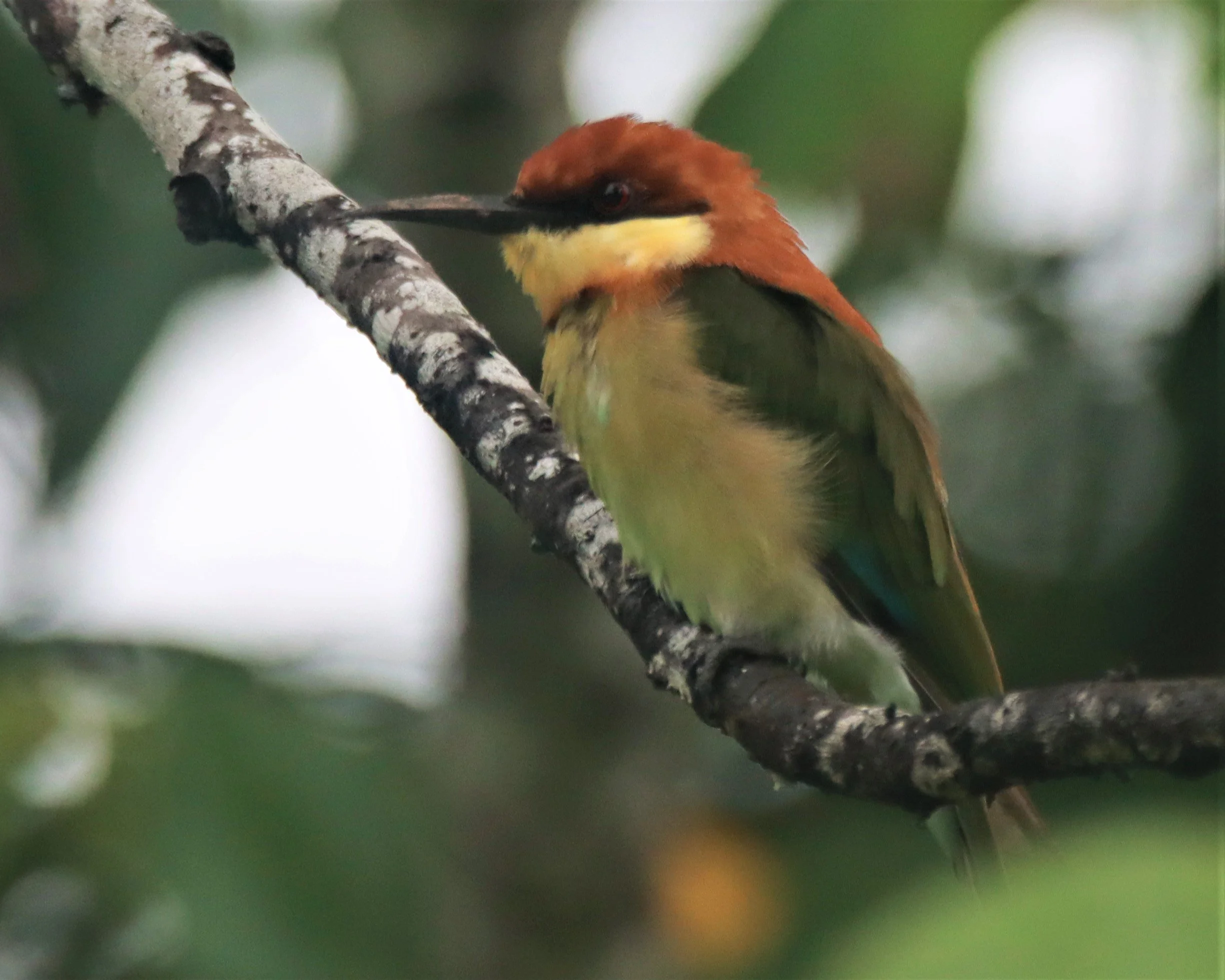 BEE-EATER - CHESTNUT-HEADED BEE-EATER - Merops leschenaulti - KHAO SOK SURAT THANI (40).jpg
