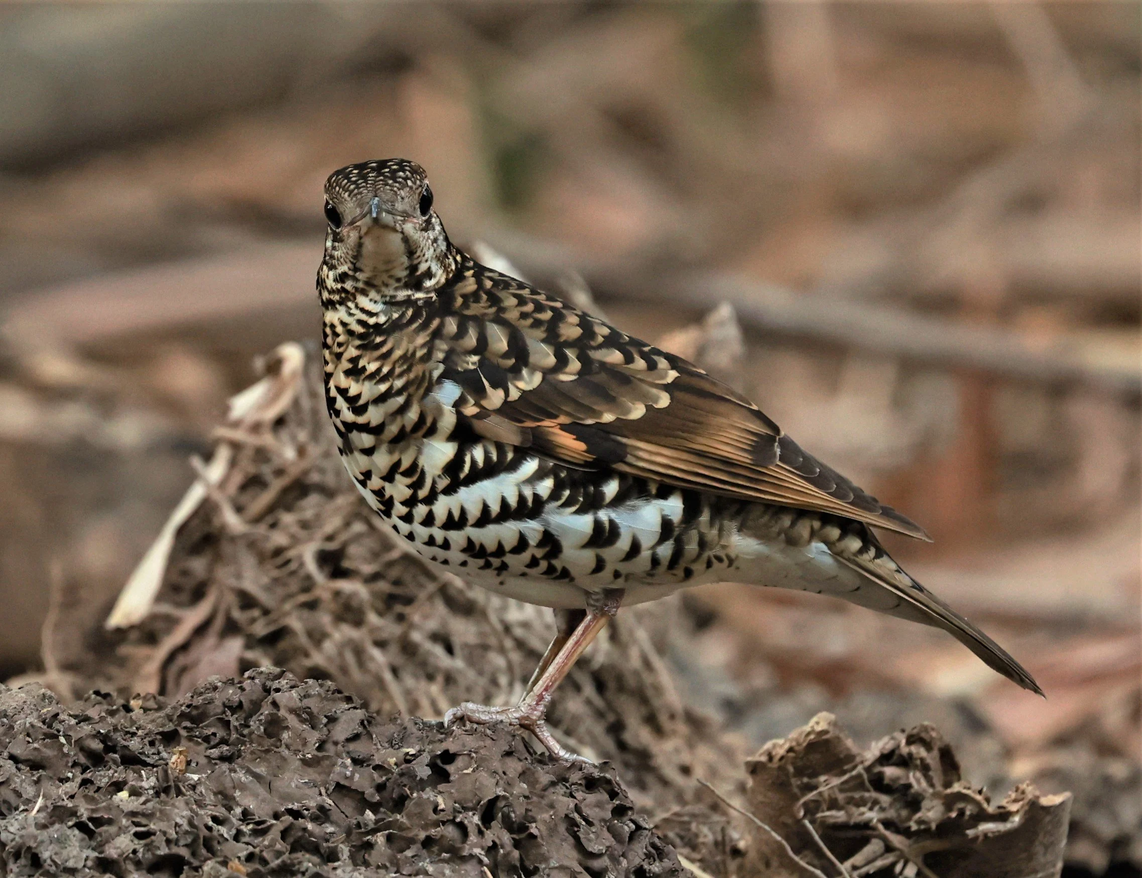 White's Thrush (Zoothera aurea) Putthamonthon Park Nakhon Pathom Thailand (116).jpg