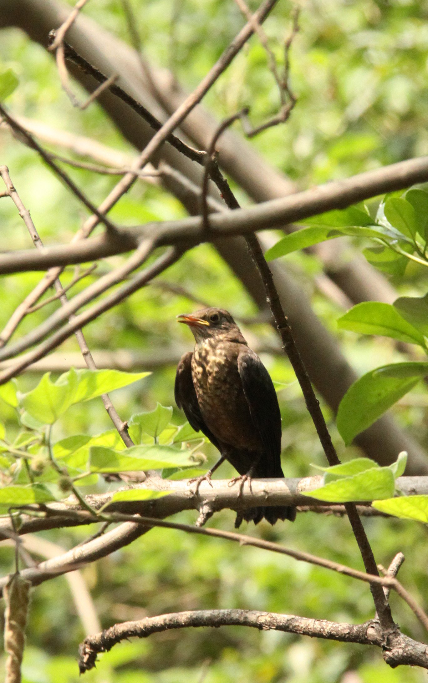 Eurasian Blackbird (Turdus merula) Shanghai Zoo and Botanical Gardens (4).JPG