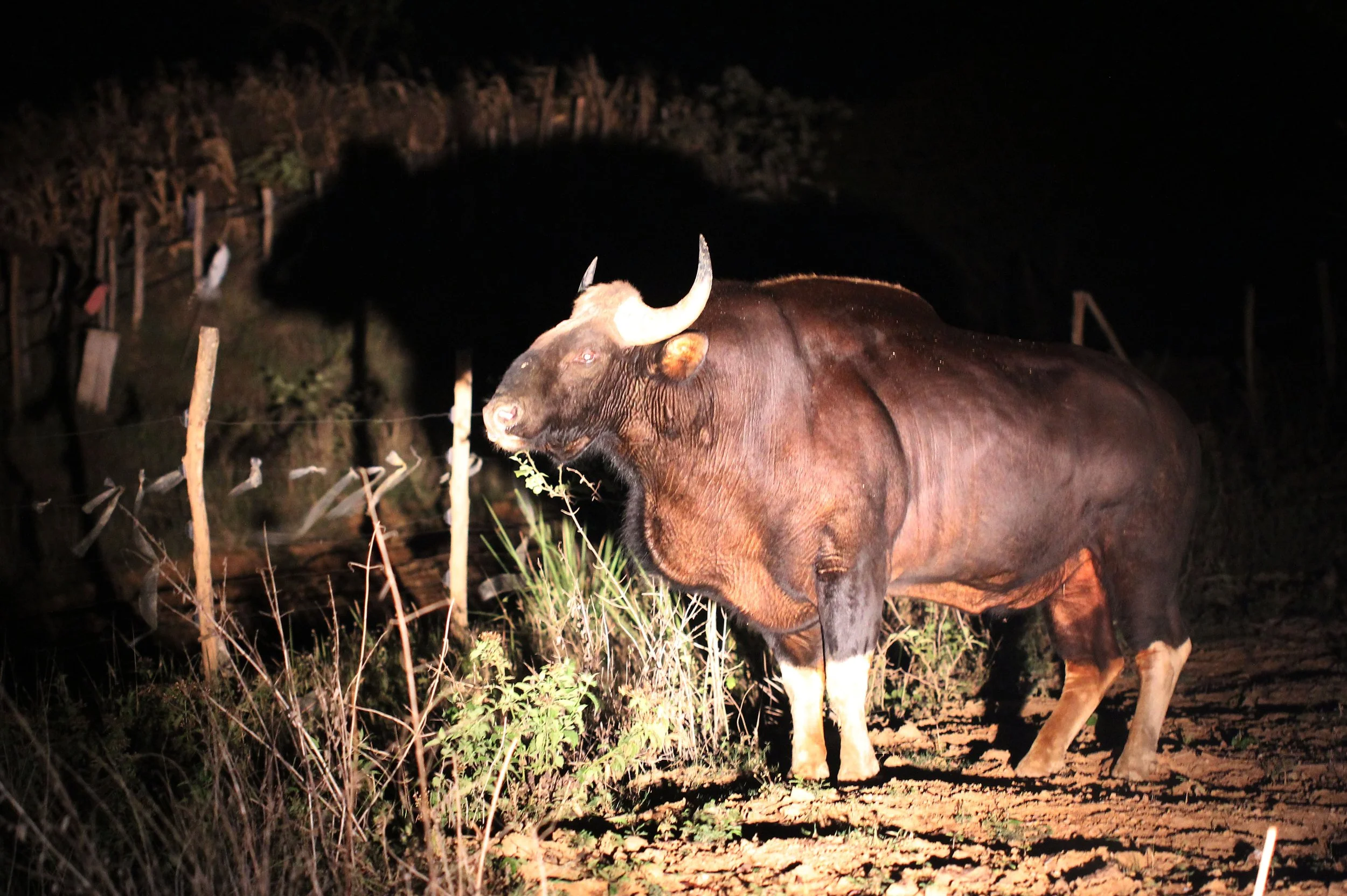 GAUR - SOUTHEAST ASIAN GAUR - Bos gaurus laosiensis - KHAO PANG MA NONHUNTING AREA THAILAND RAW (32).JPG