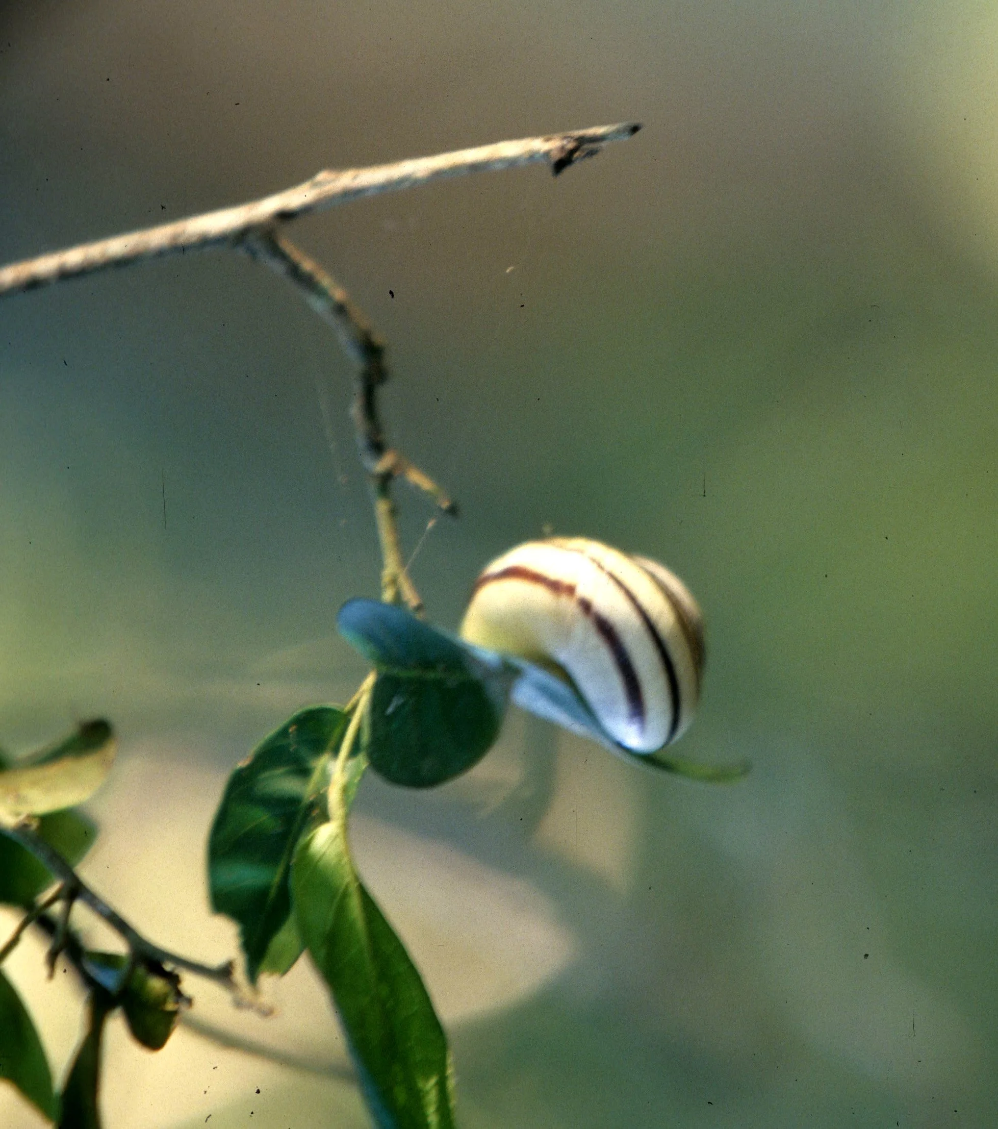 INVERT - MOLLUSCA - TERRESTRIAL SNAIL - KOMODO ISLAND.jpg