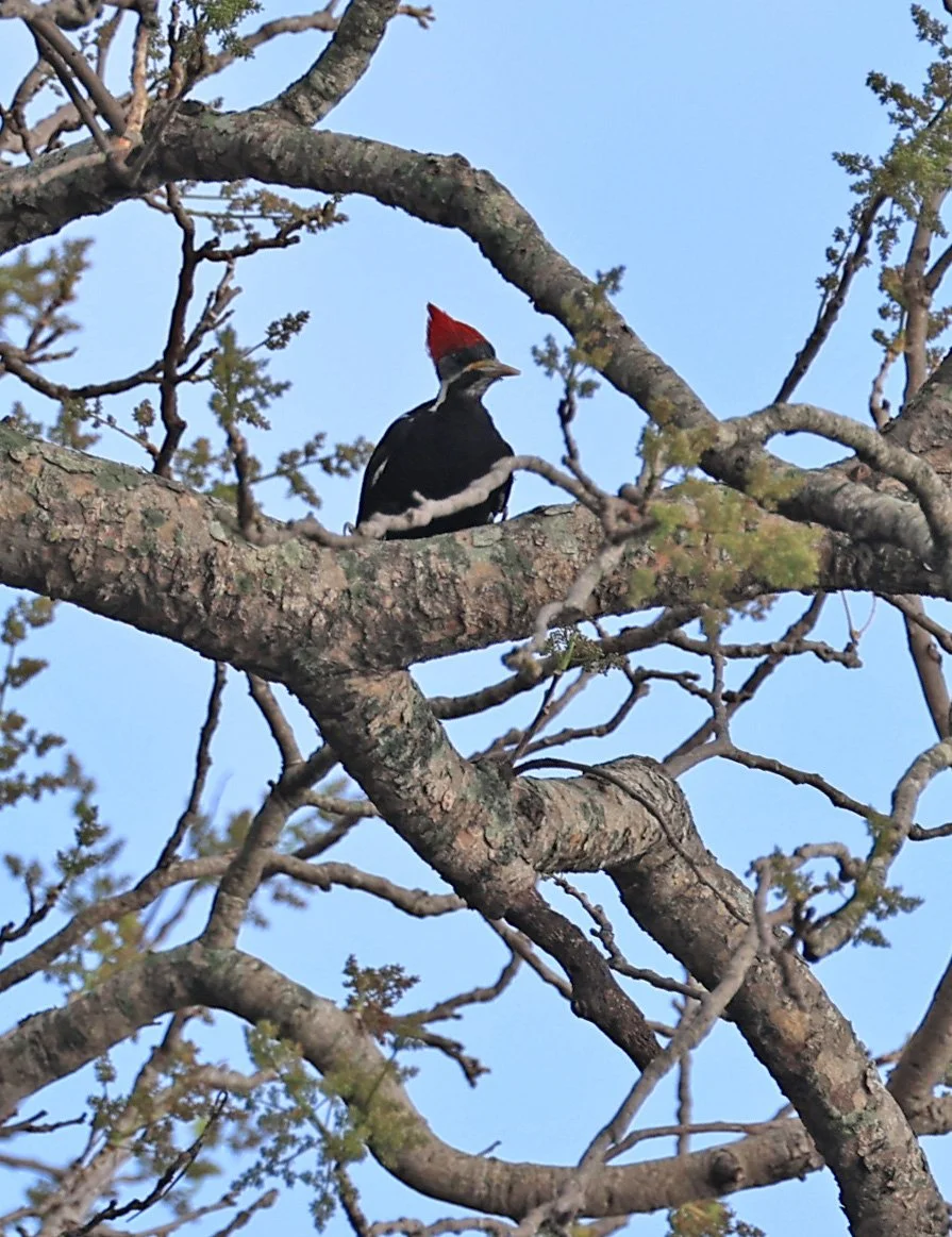 Black-bodied Woodpecker (Dryocopus schulzi) Selva Serena Natural Reserve (6).jpg