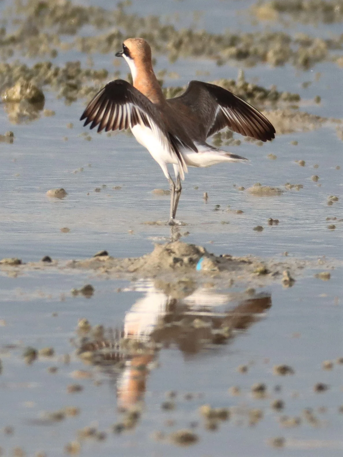 PLOVER - GREATER SAND-PLOVER -Charadrius leschenaultii - LAEM PAKARAM PHANG NGA PROVINCE 2021 (16).jpg