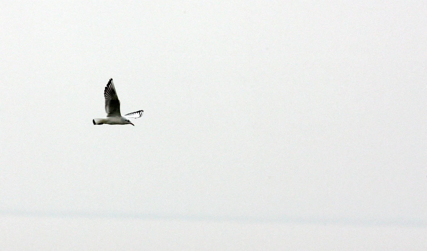 BIRD - GULL - BLACK-HEADED GULL - CHROICOCEPHALUS RIDIBUNDUS - POYANG LAKE, JIANGXI PROVINCE, CHINA (1).JPG
