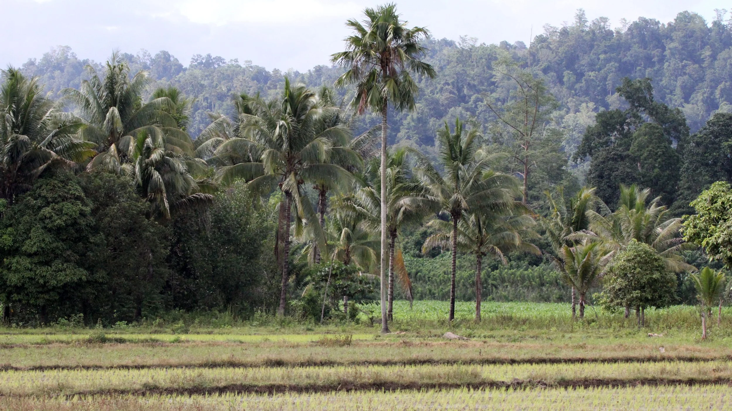 Crossing fields to get to Nantu Reserve to the Babirusa blind