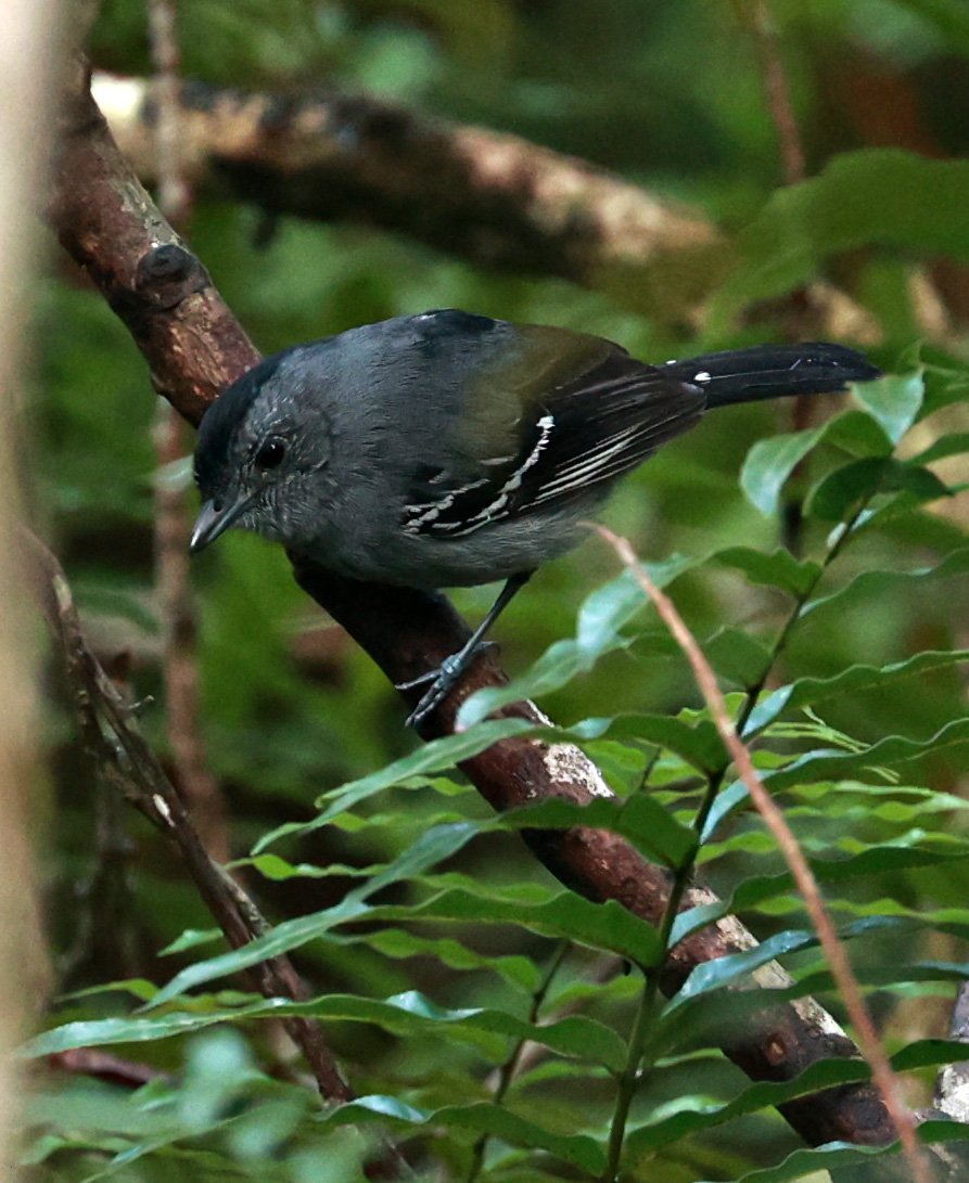 Variable Antshrike (Thamnophilus caerulescens) Superagui National Park, Brazil (2).jpg