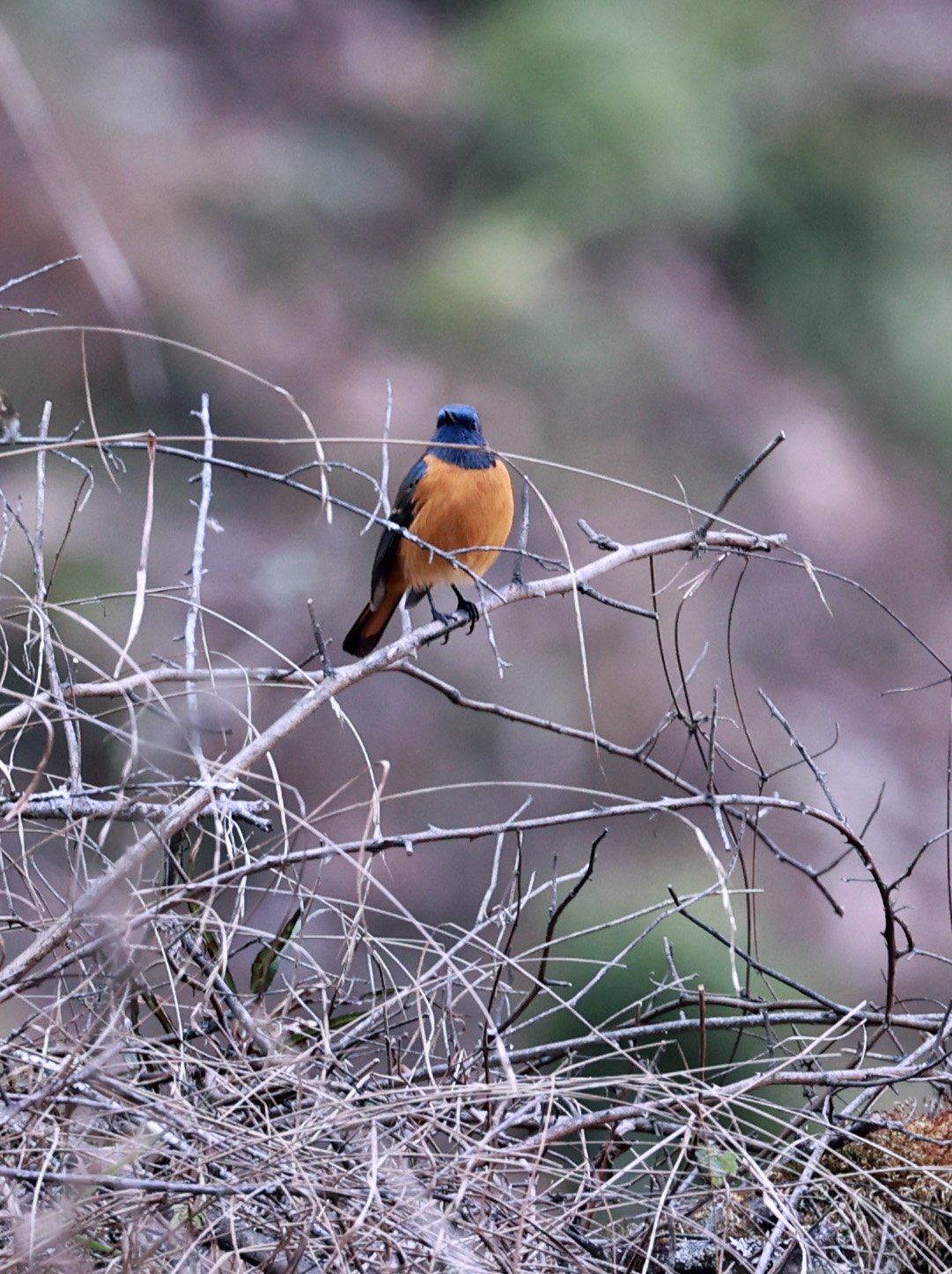 Blue-fronted Redstart (Phoenicurus frontalis) China — Coke Smith Wildlife