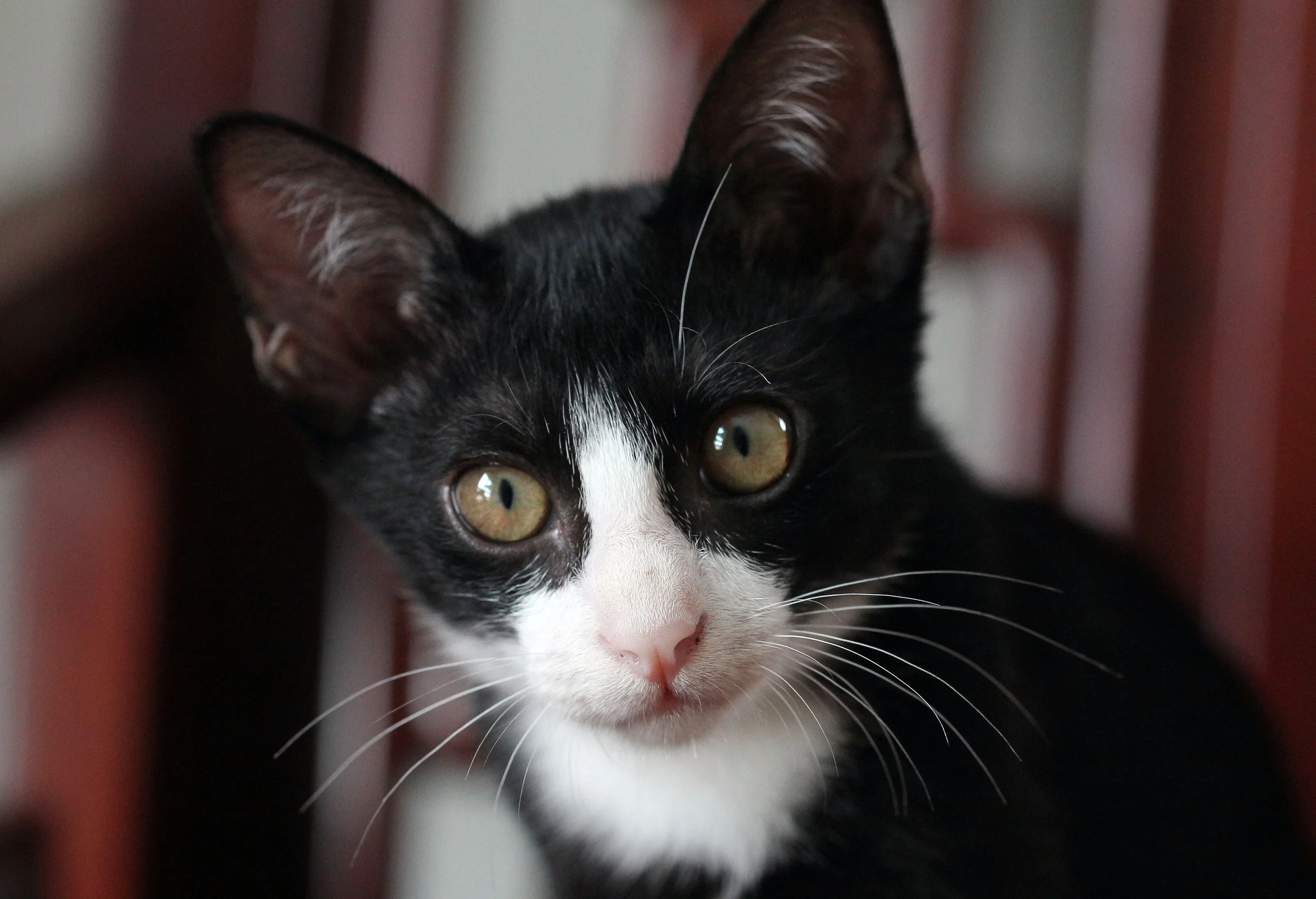 2015 Cats - Ukura & Jean Luc (20).JPG