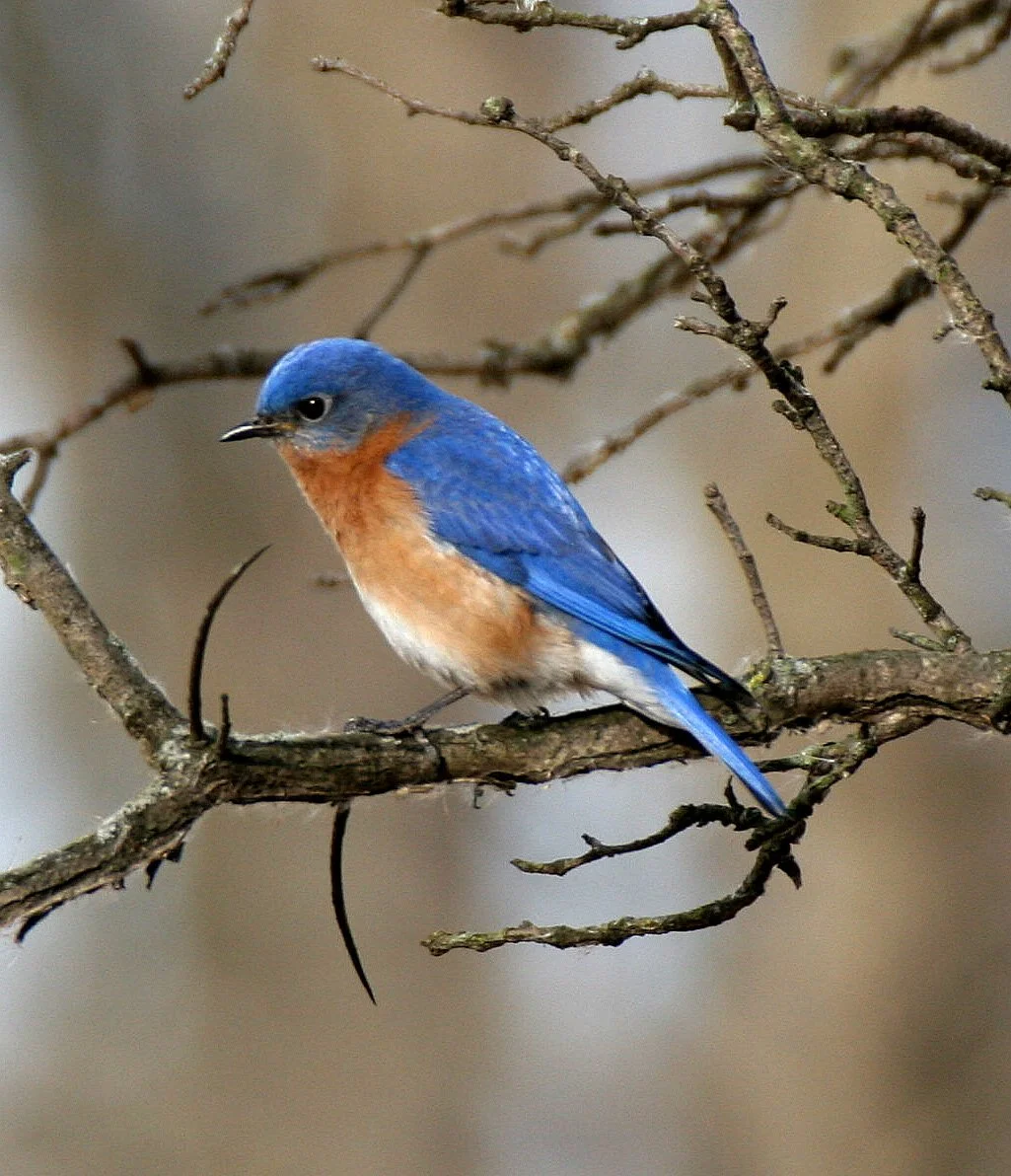 Eastern Bluebird (Sialia sialis) Lincoln Marsh Wheaton Illinois (32).jpg