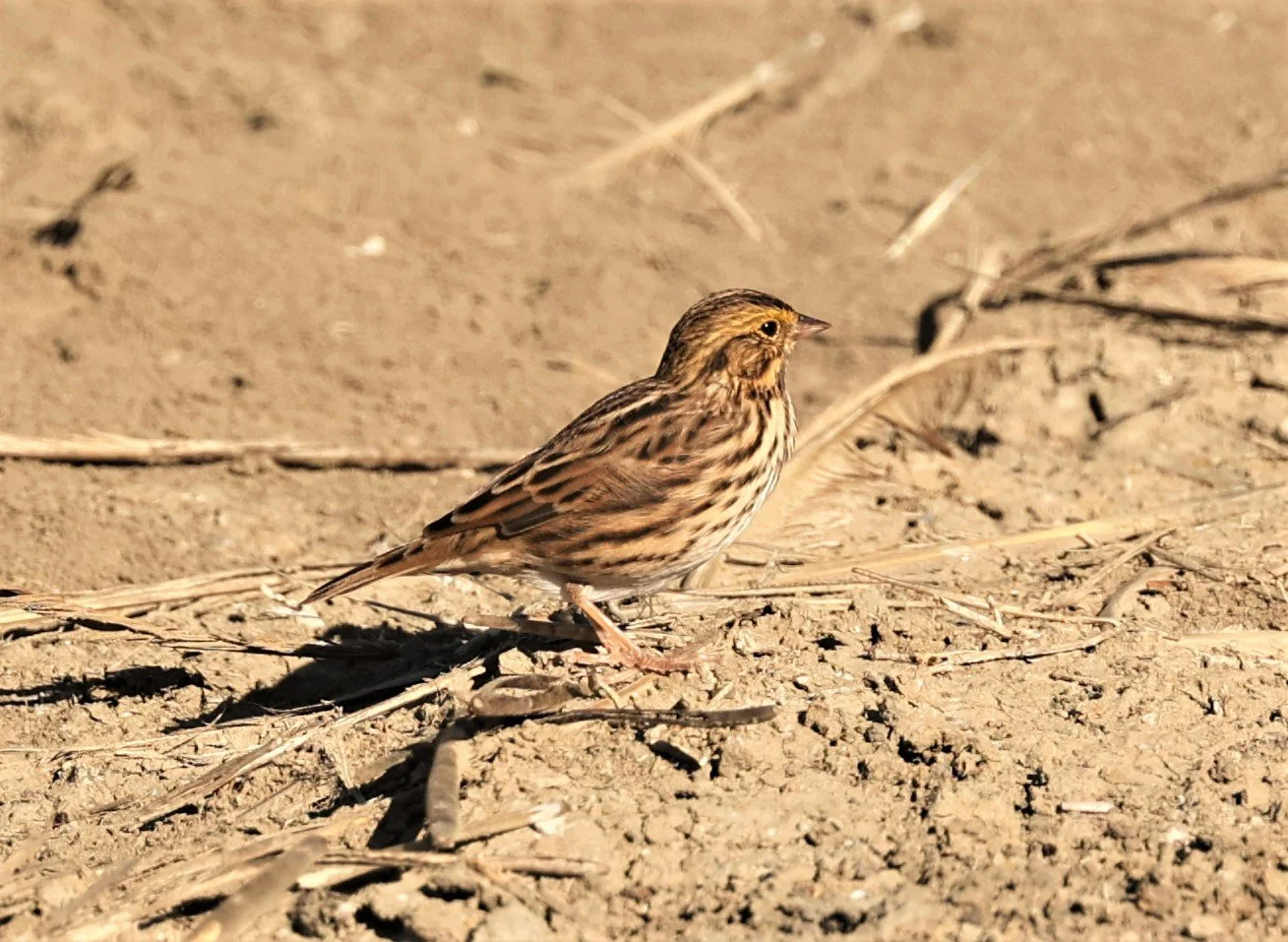 Savannah Sparrow (Passerculus sandwichensis) Elkhorn Slough Moss Landing California (2).jpg