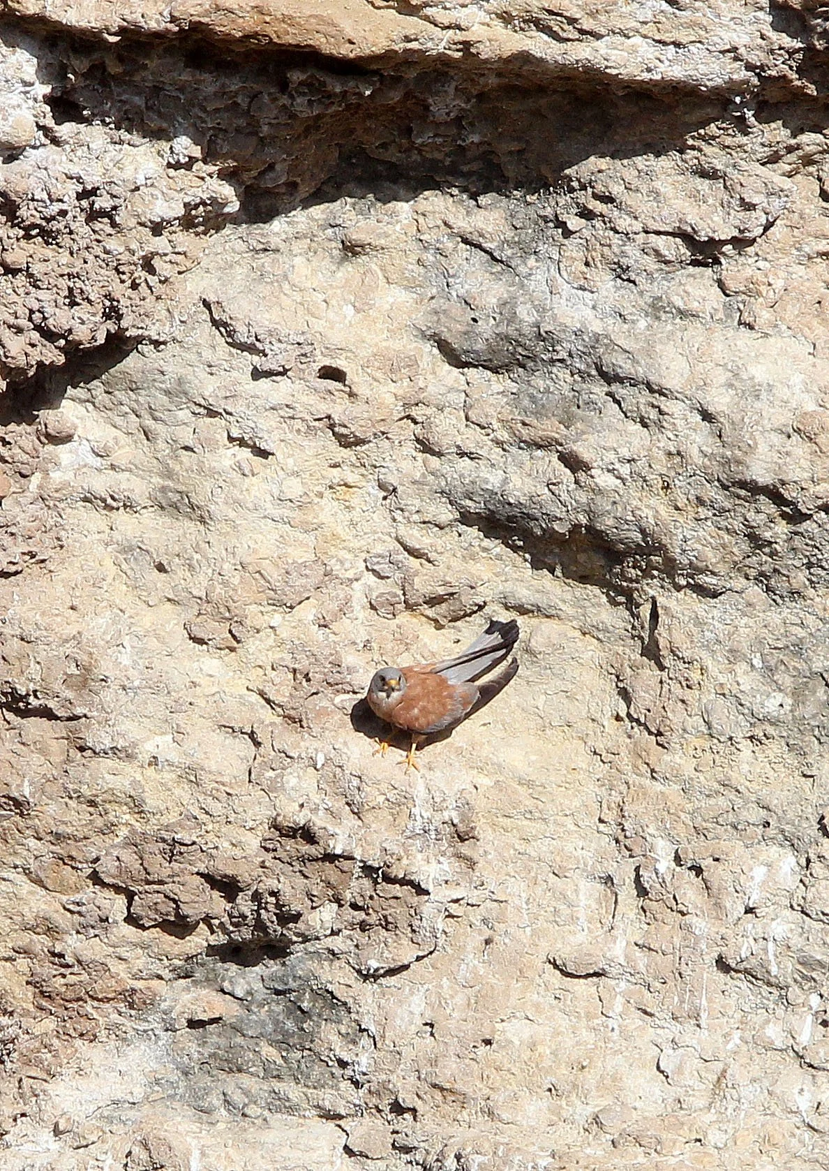 BIRD - KESTREL - RONDA CANYON SPAIN (1).JPG