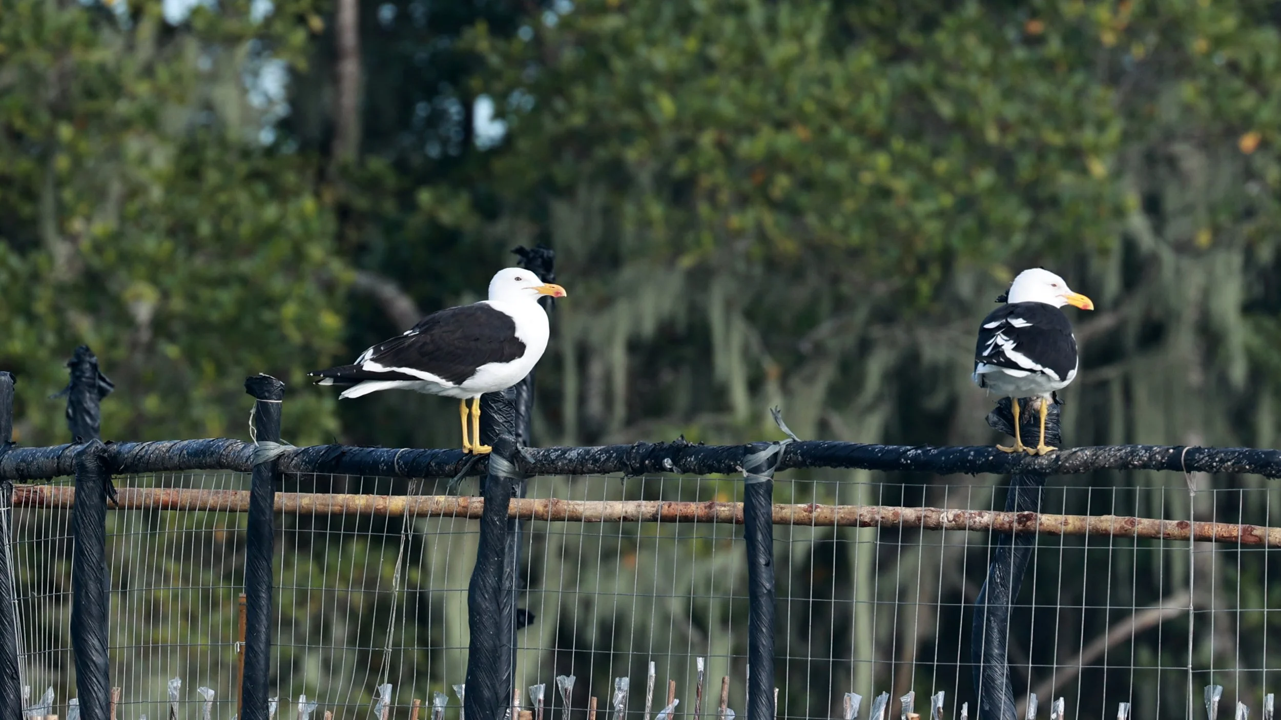 Kelp Gull (Larus dominicanus) Superagüi National Park, Brazil.jpg