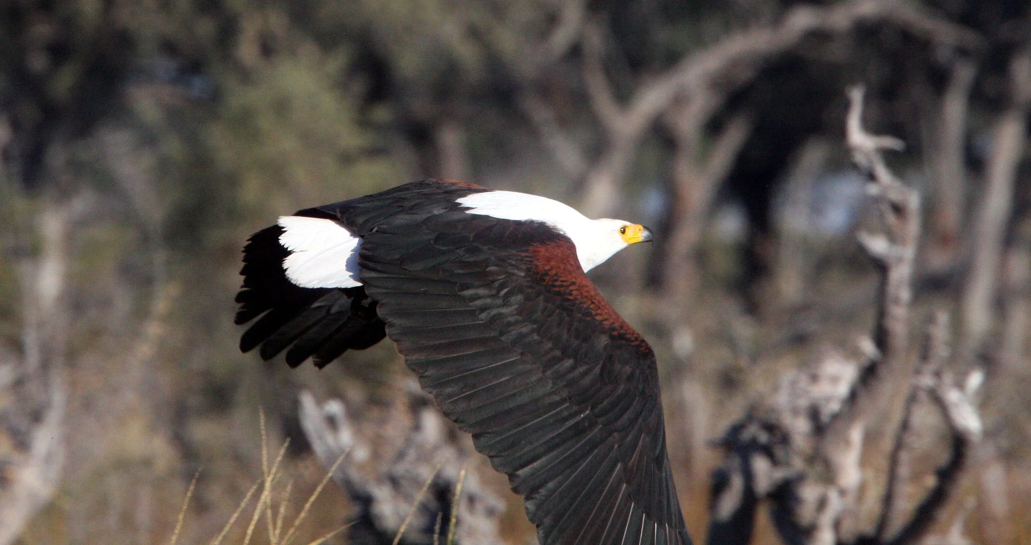 Haliaeetus vocifer - AFRICAN FISH EAGLE - KHWAI CAMP OKAVANGO BOTSWANA (6).JPG