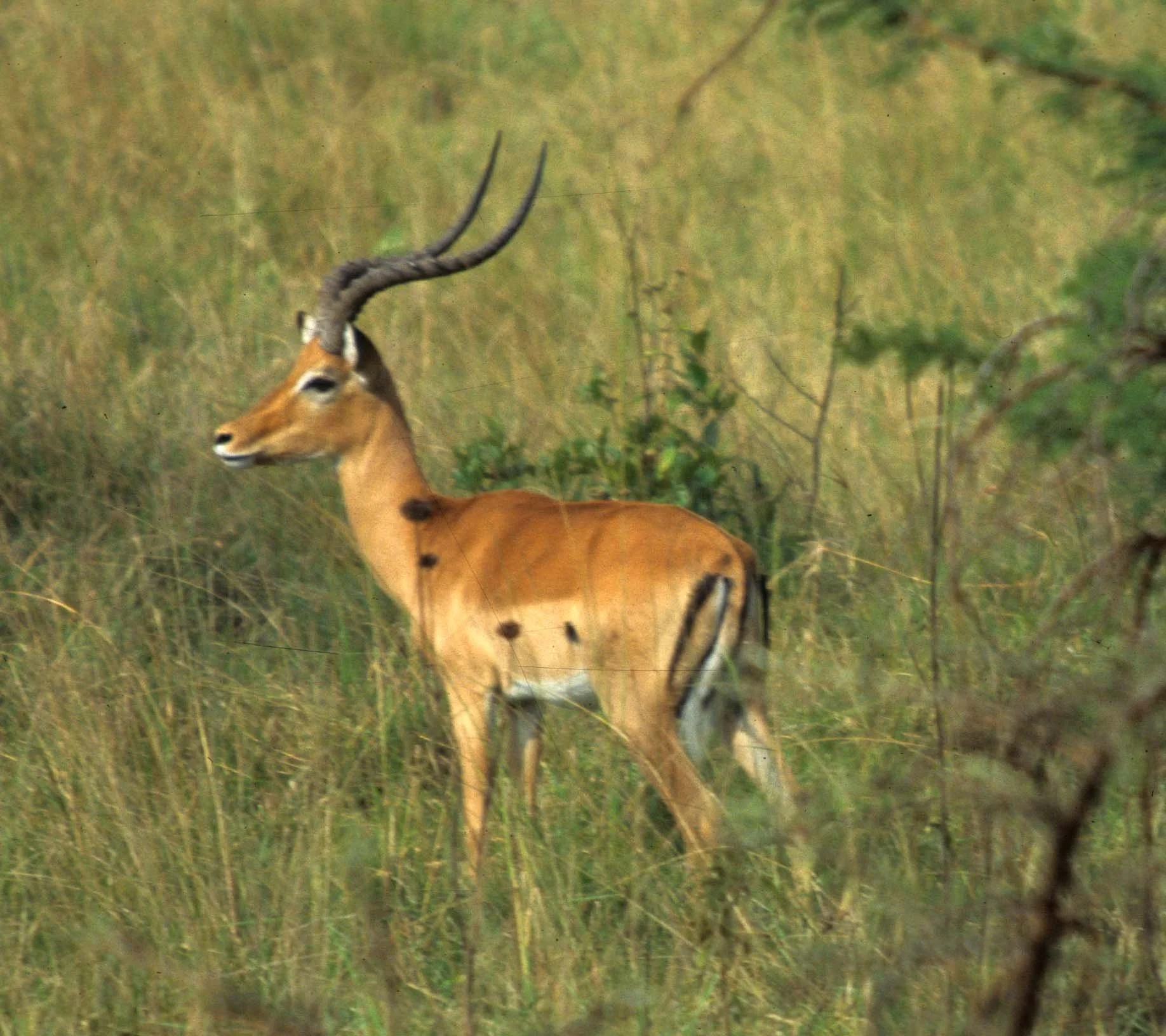 BOVID - IMPALLA-UGANDA (9).jpg