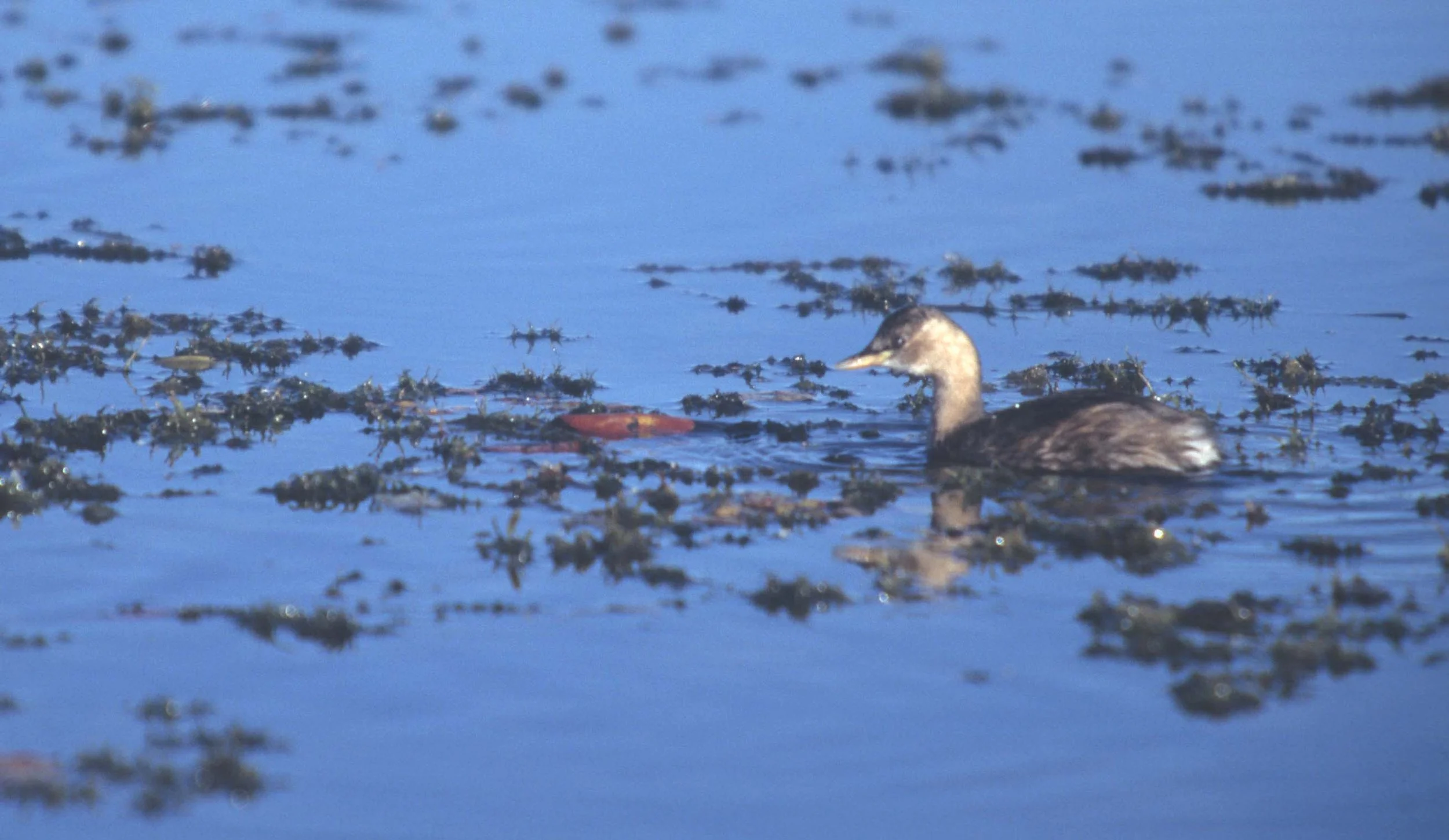 Little Grebe (Tachybaptus ruficollis) Dabchick - Okavango Delta Botswana.jpg