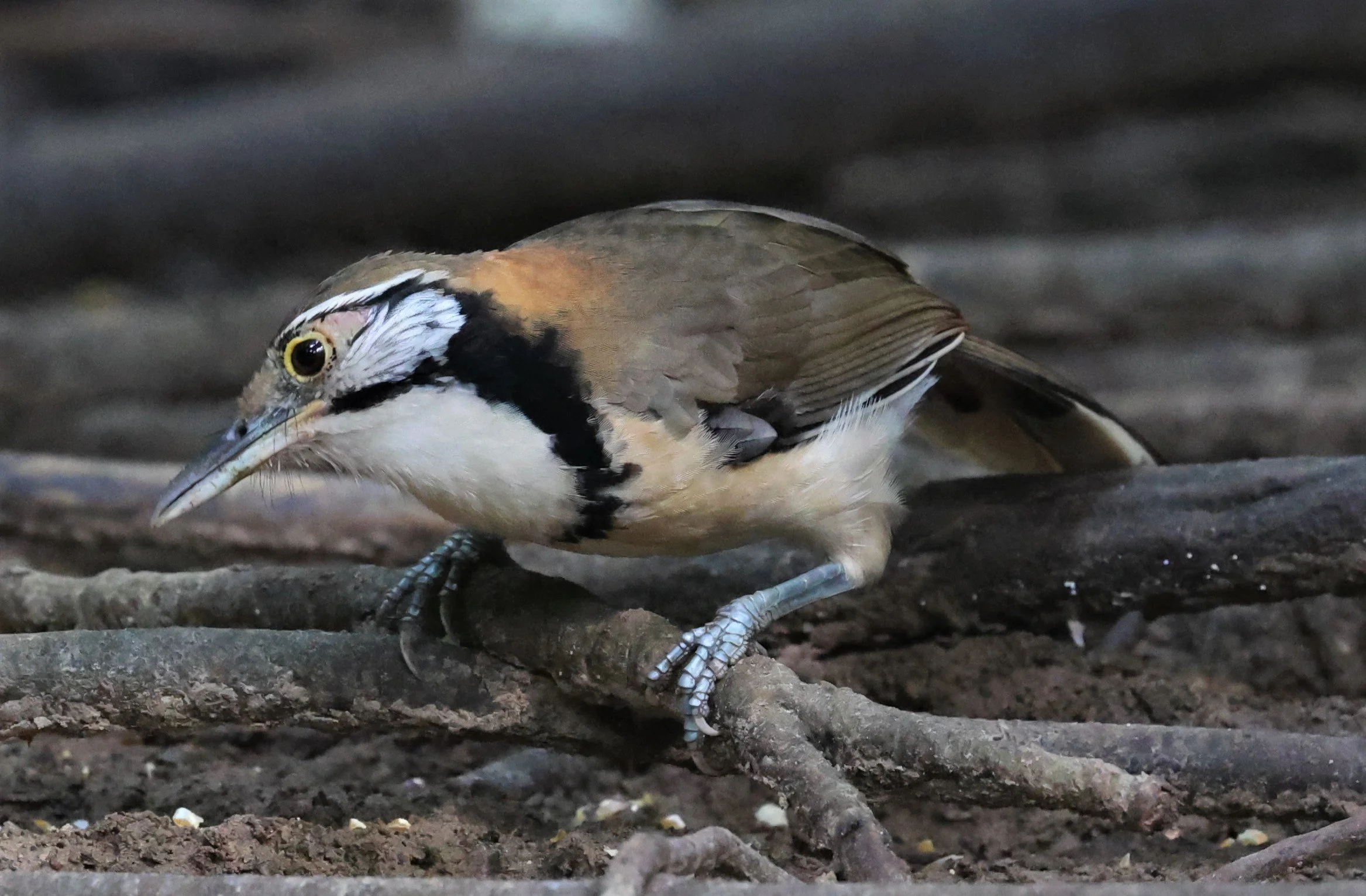 LAUGHINGTHRUSH - GREATER NECKLACED LAUGHINGTHRUSH - Garrulax pectoralis - LUNG SIN HIDE OCT 2021 (3).jpg