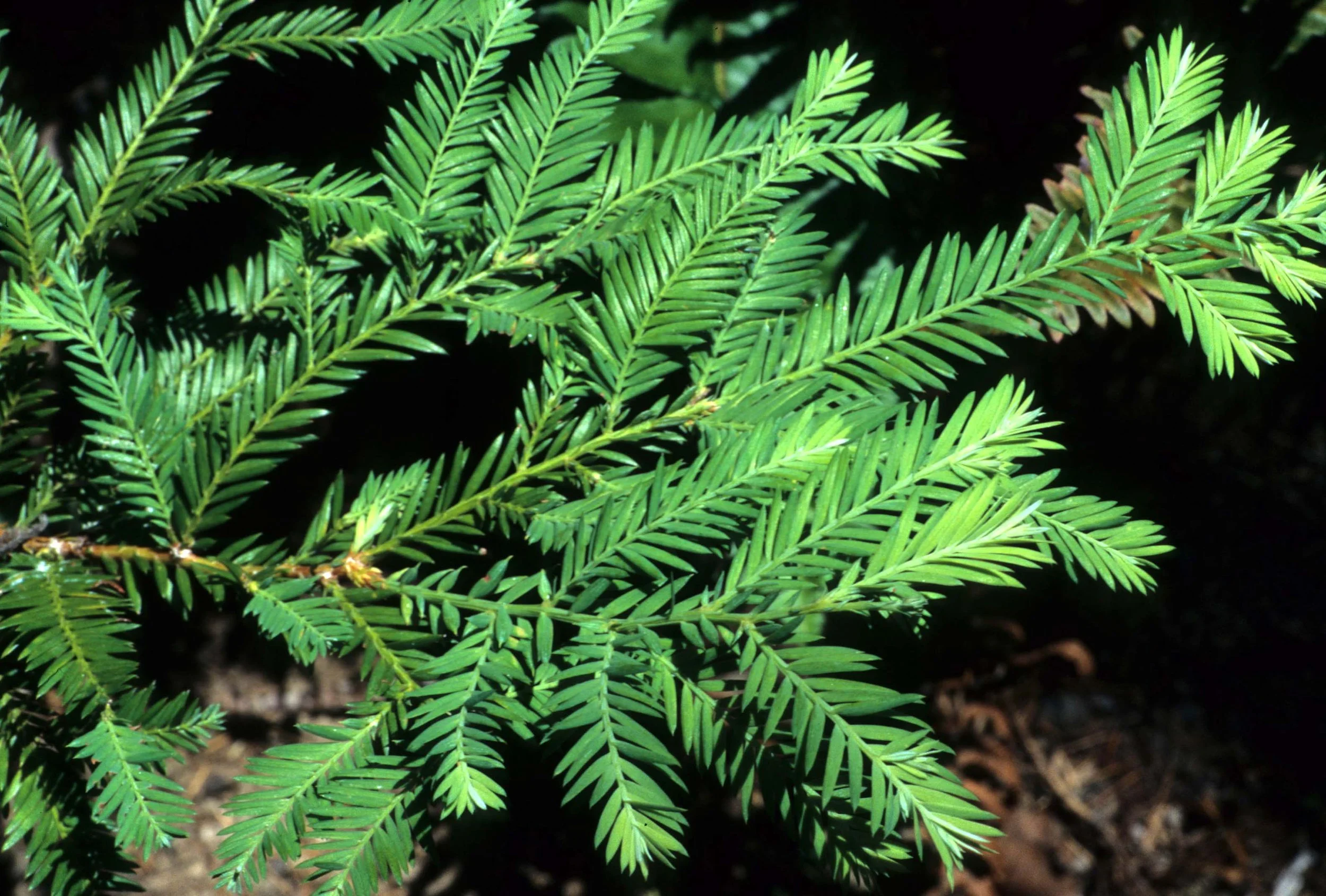 CALIFORNIA - REDWOODS NP - SEQUOIA SEMPERVIRENS - COAST REDWOODS.jpg