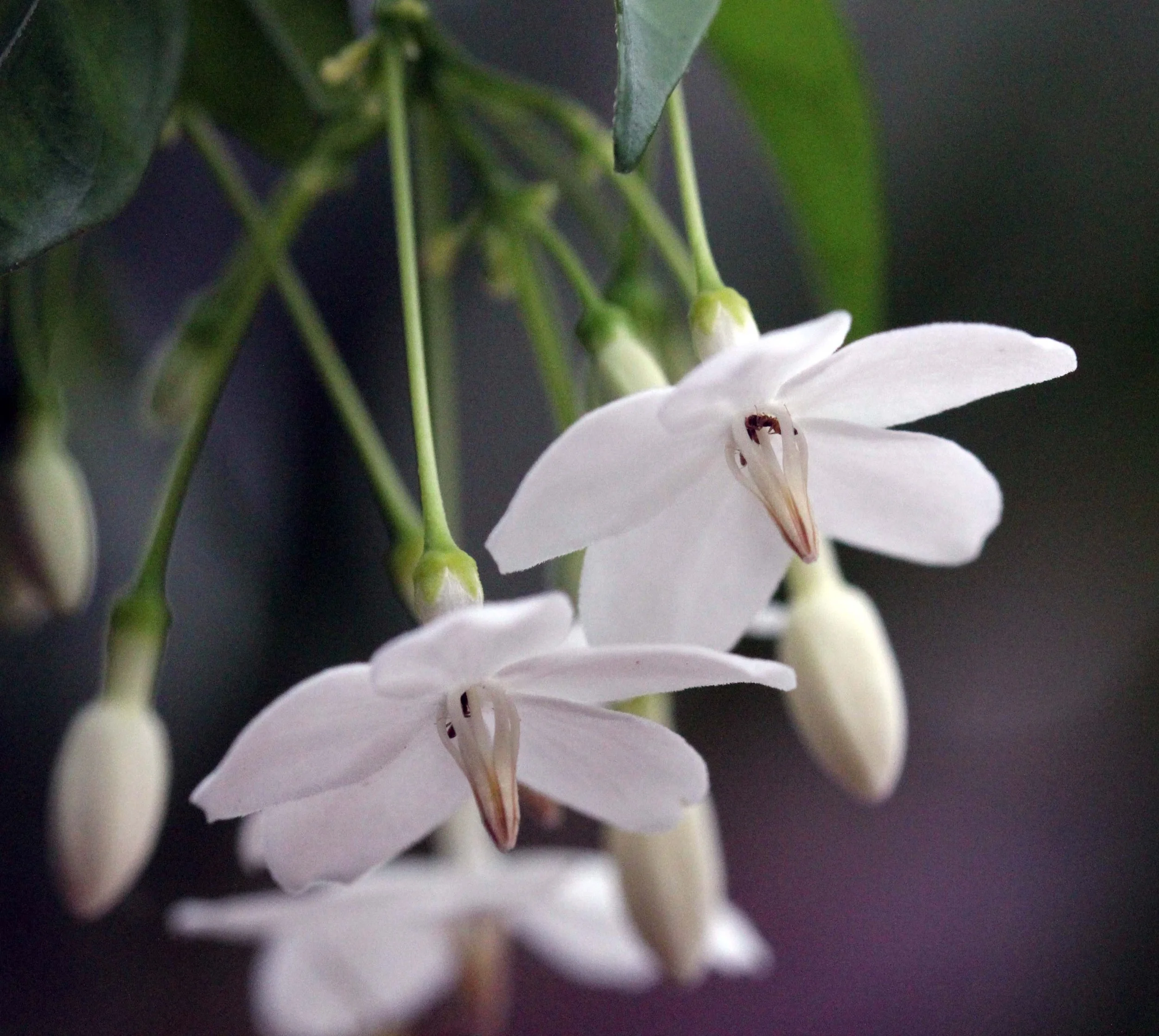 2013 in Nakhonsithammarat and some Krabi with Family (84).JPG